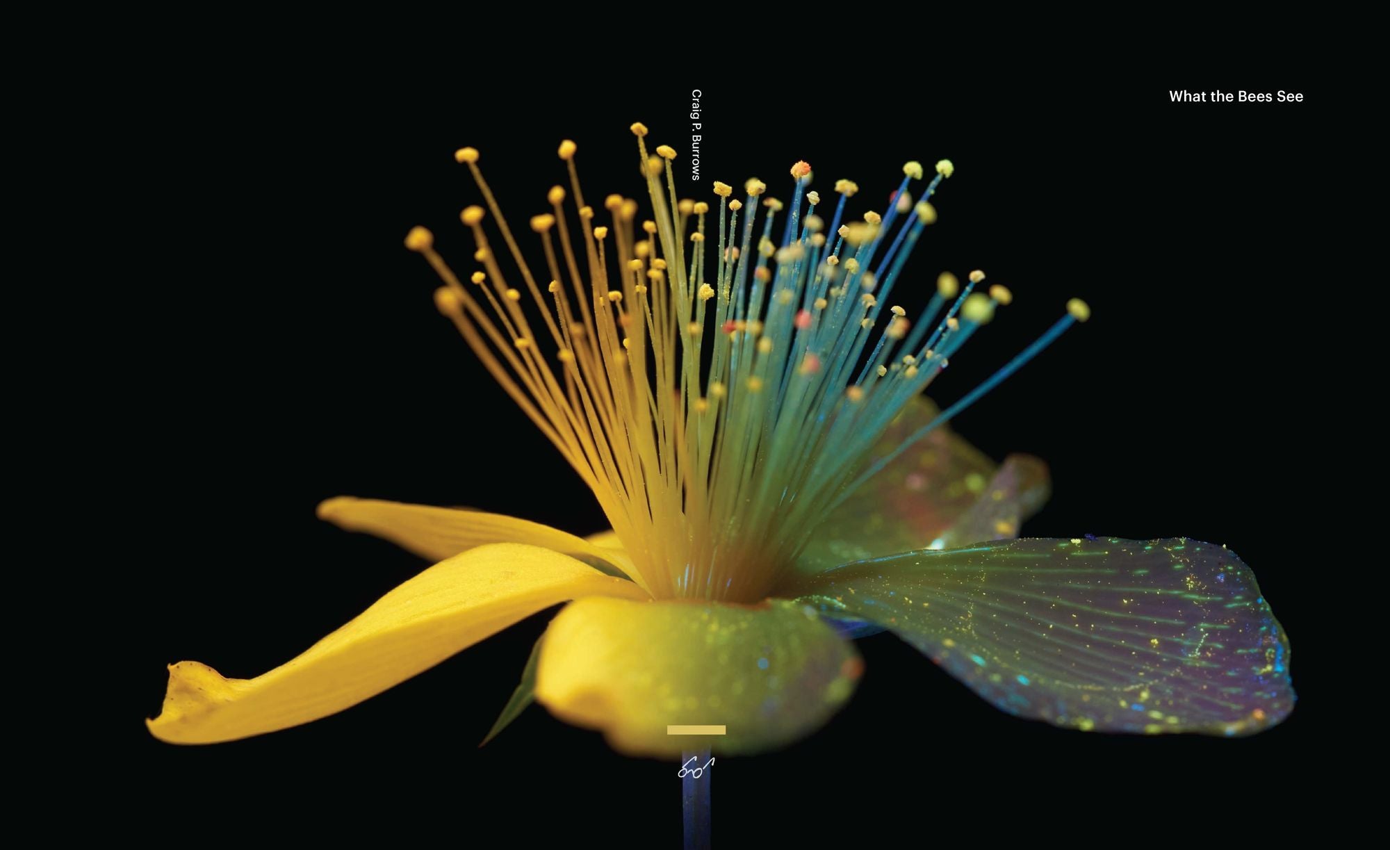 What the Bees See: A Honeybee's Eye View of the World