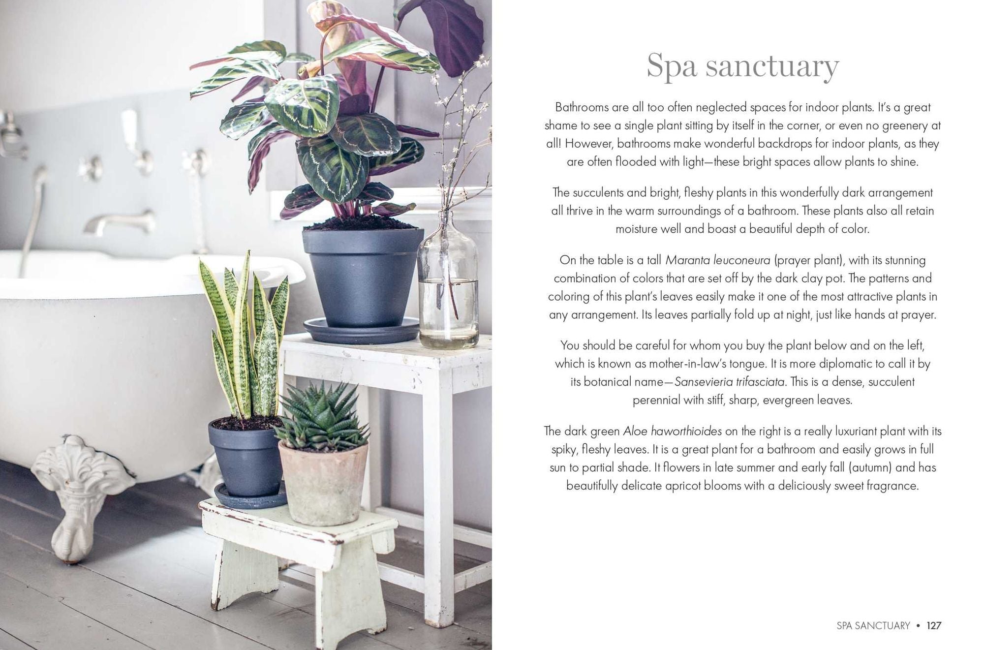 Happy Houseplants: Grow your own indoor oasis