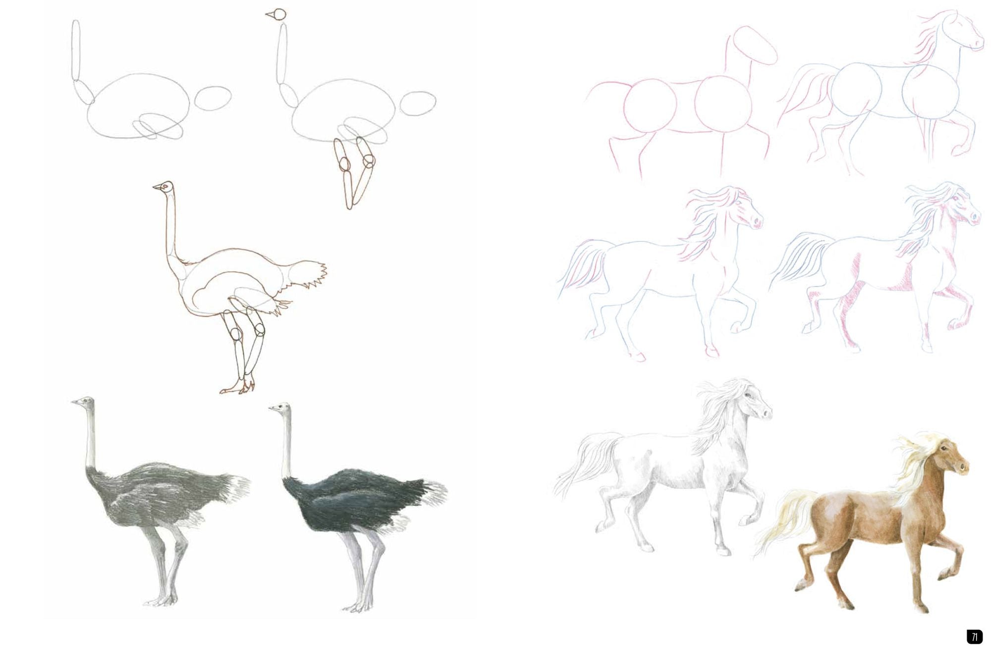 Draw 100: Animals: From basic shapes to amazing drawings in super-easy steps