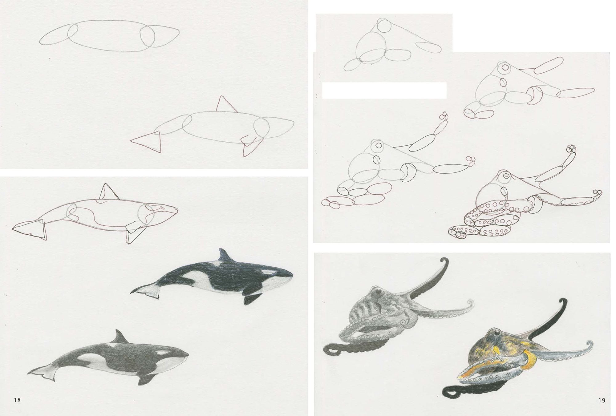 How to Draw Sea Creatures in Simple Steps