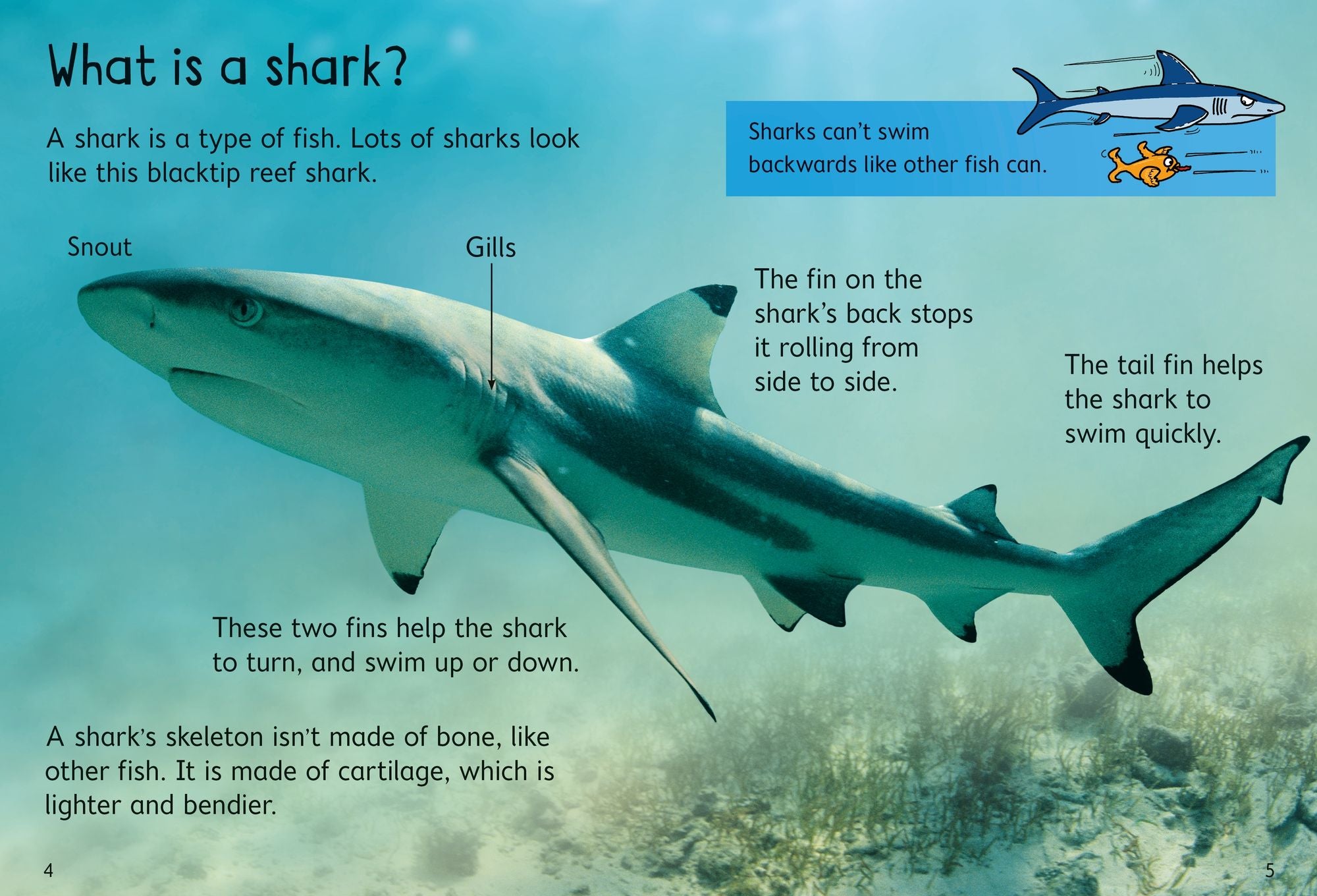 Sharks (Usborne Beginners)