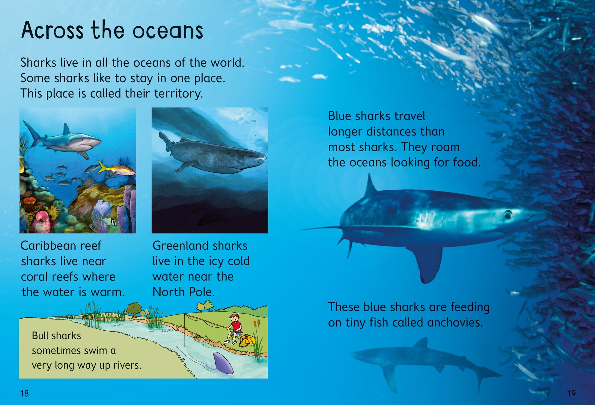 Sharks (Usborne Beginners)