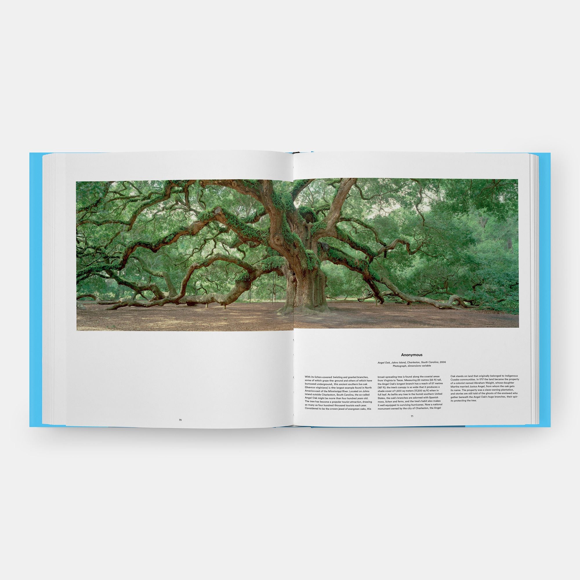 Tree: Exploring the Arboreal World