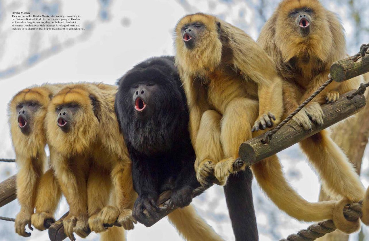 Monkeys: Apes, Gorillas and other Primates