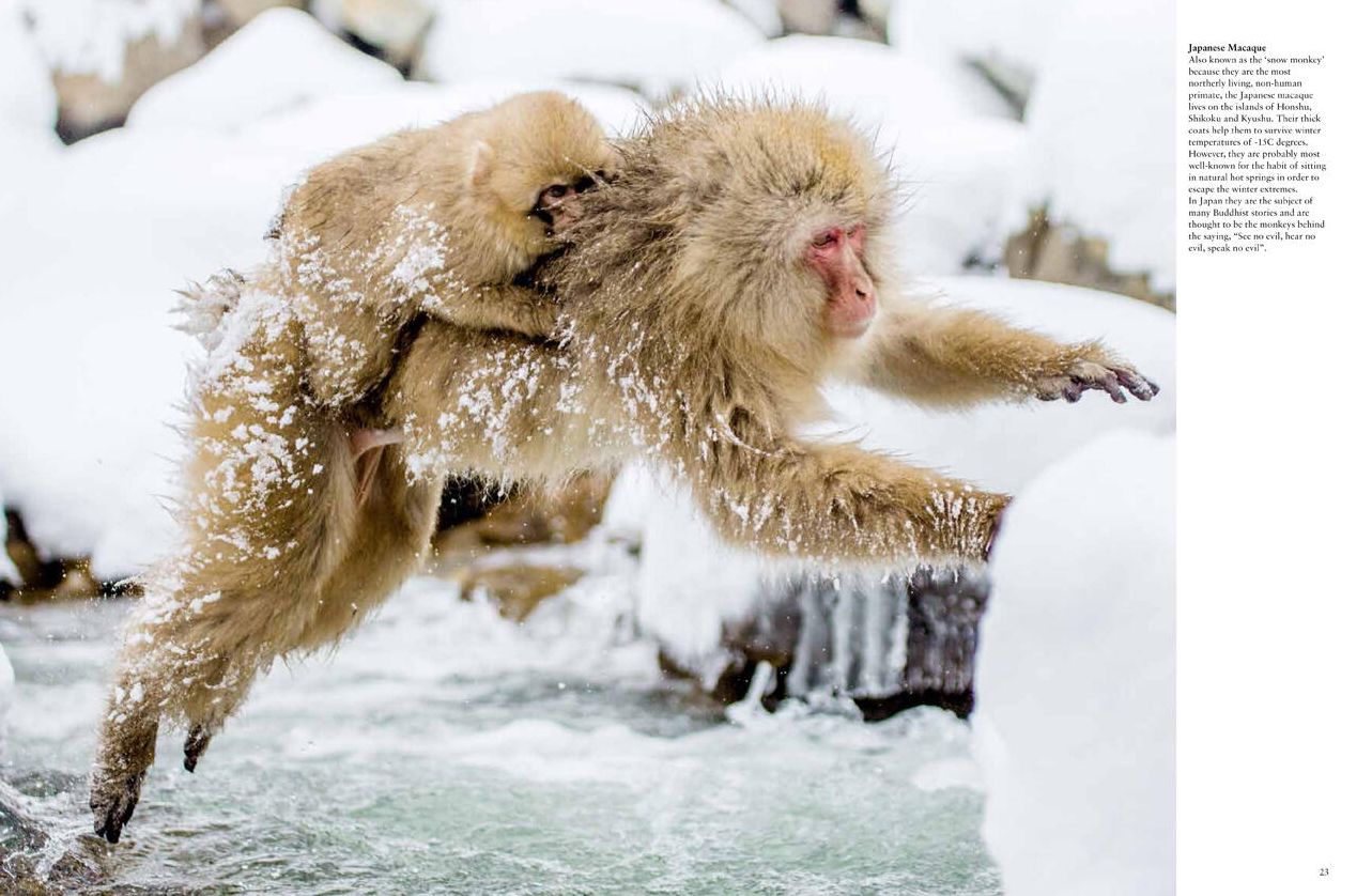 Monkeys: Apes, Gorillas and other Primates