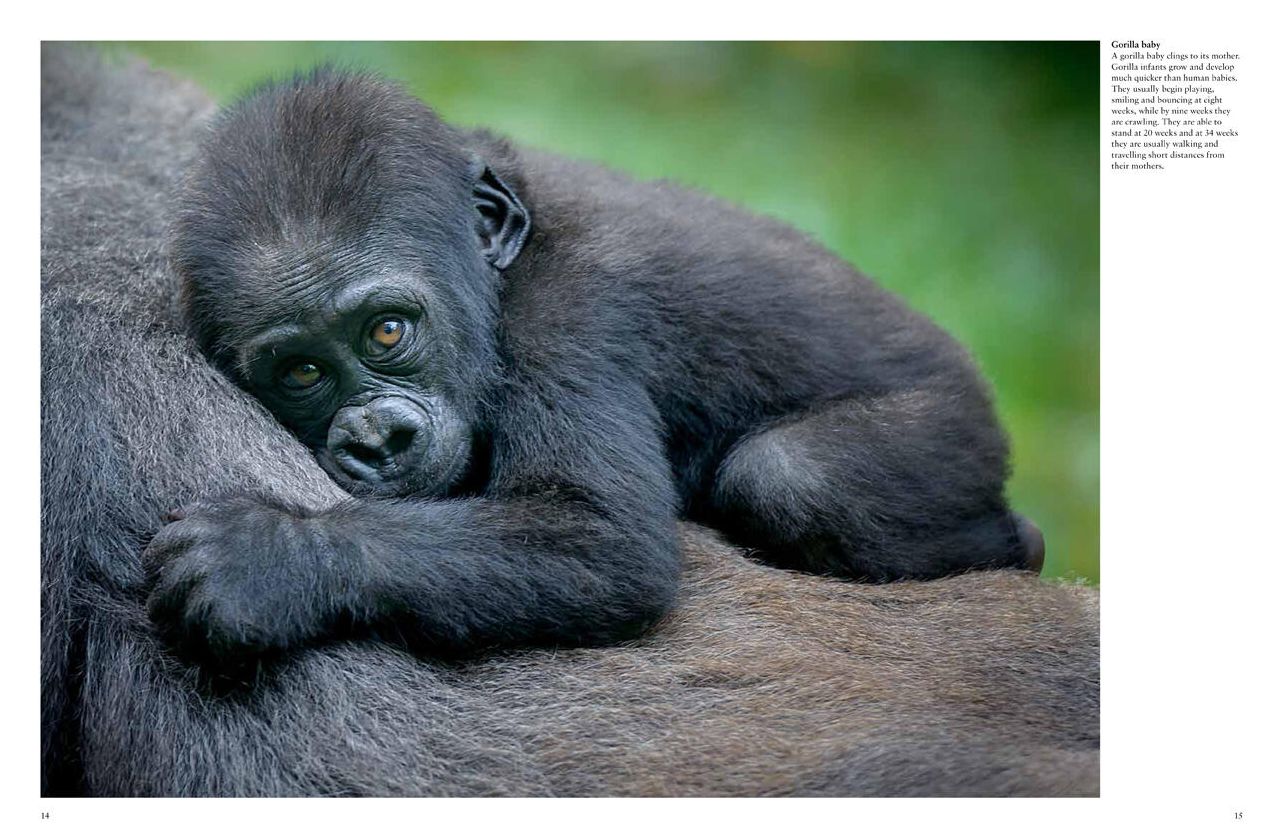 Monkeys: Apes, Gorillas and other Primates
