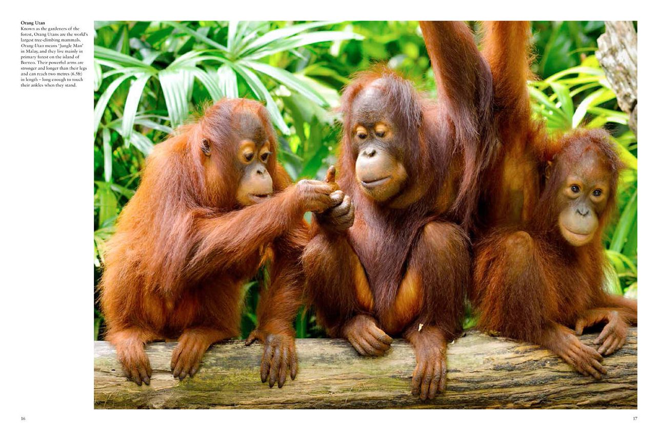 Monkeys: Apes, Gorillas and other Primates