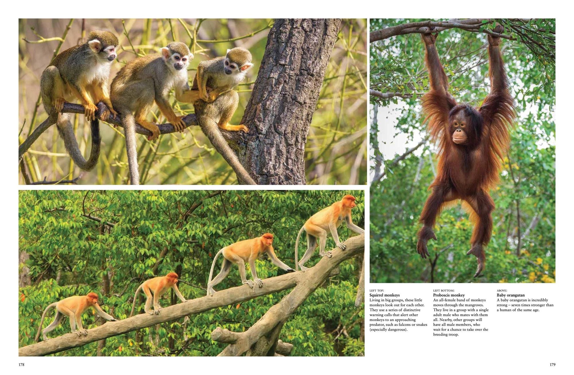 Monkeys: Apes, Gorillas and other Primates