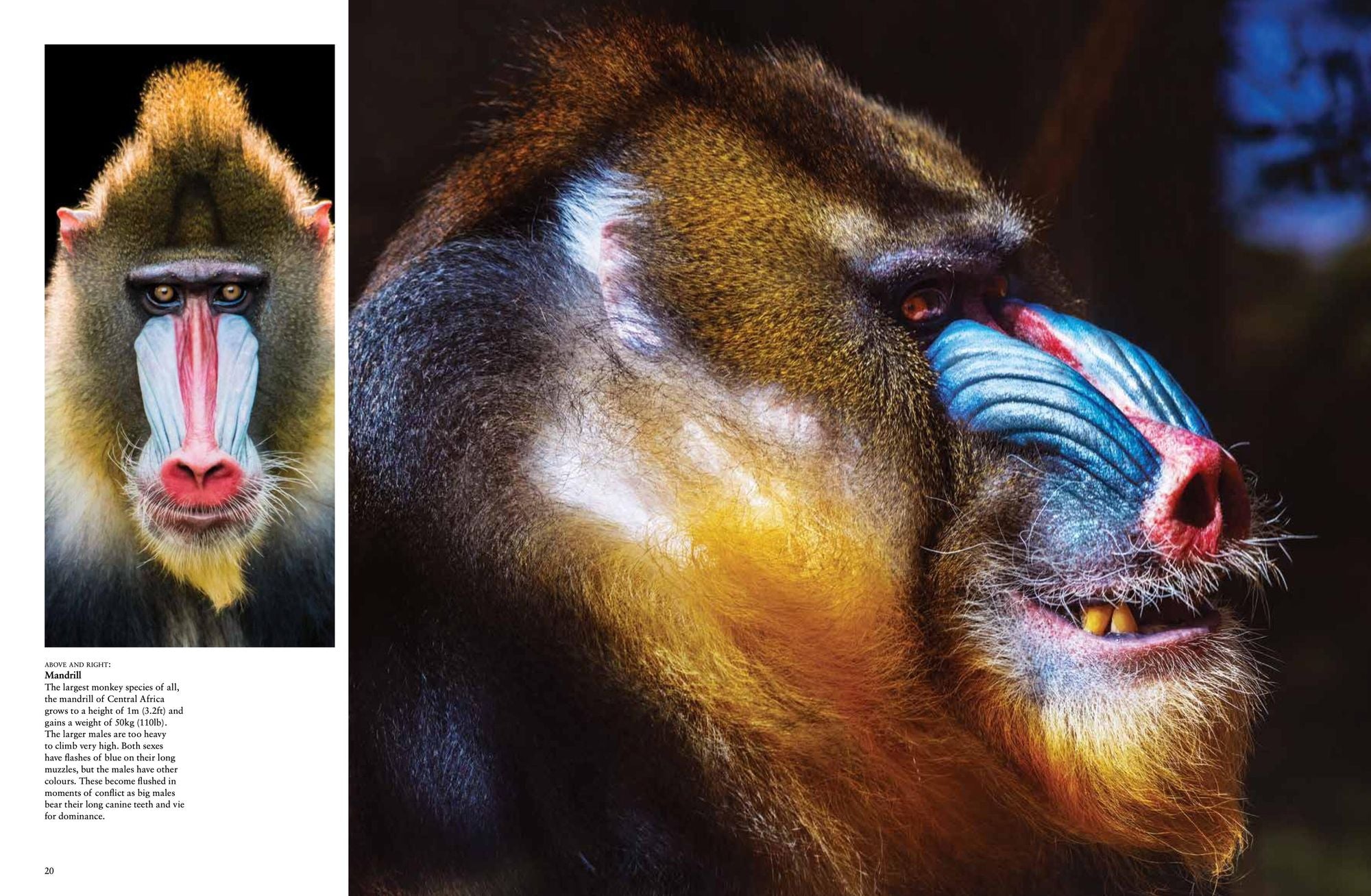 Monkeys: Apes, Gorillas and other Primates