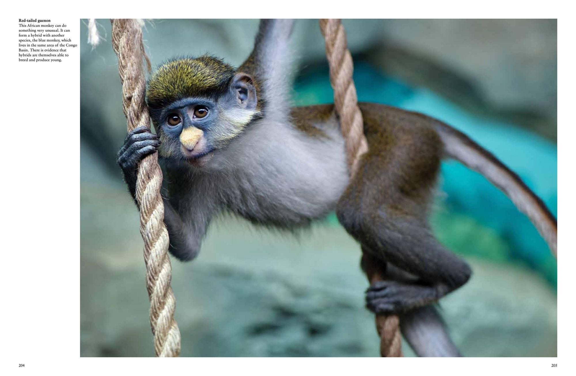 Monkeys: Apes, Gorillas and other Primates