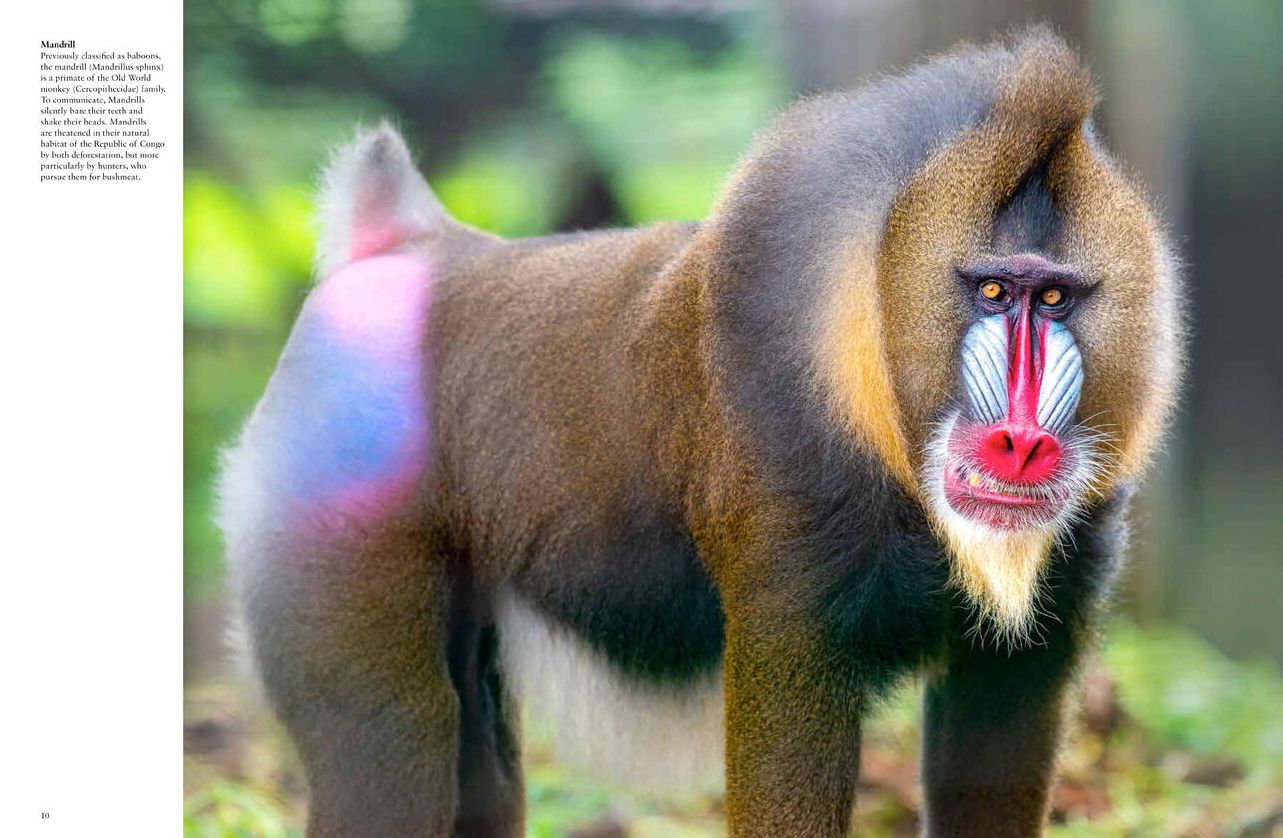 Monkeys: Apes, Gorillas and other Primates