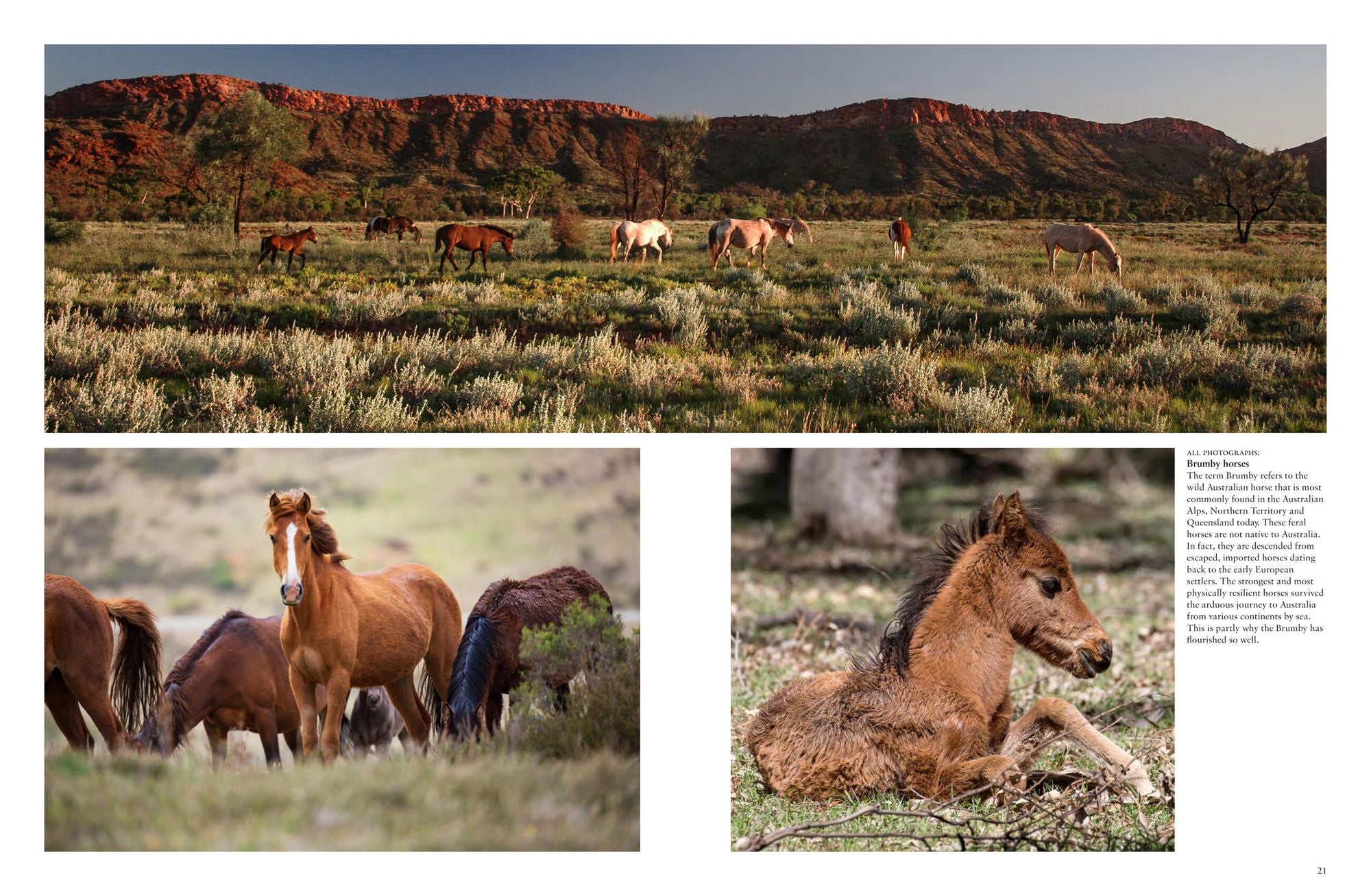 Wild Horses