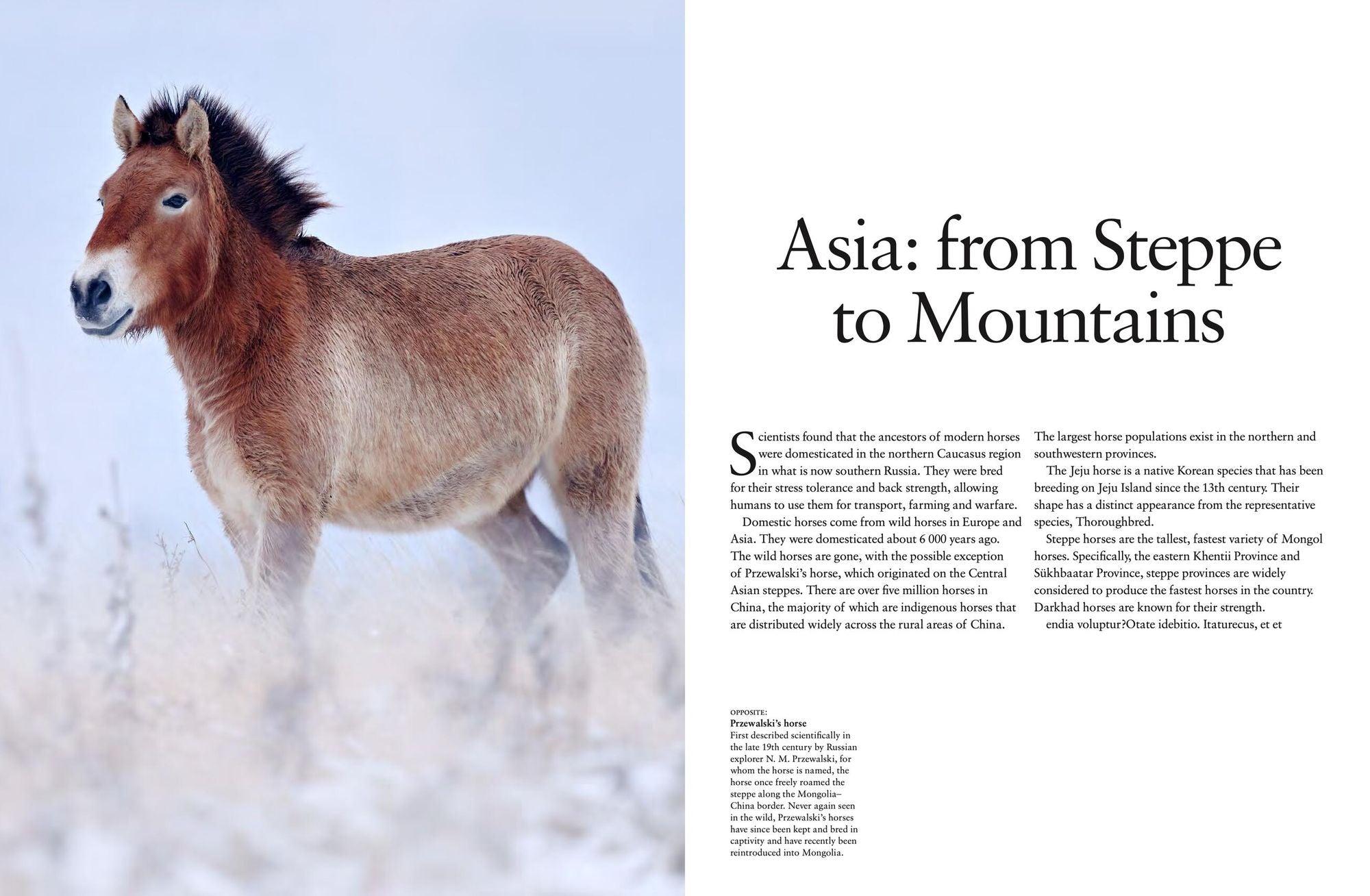 Wild Horses