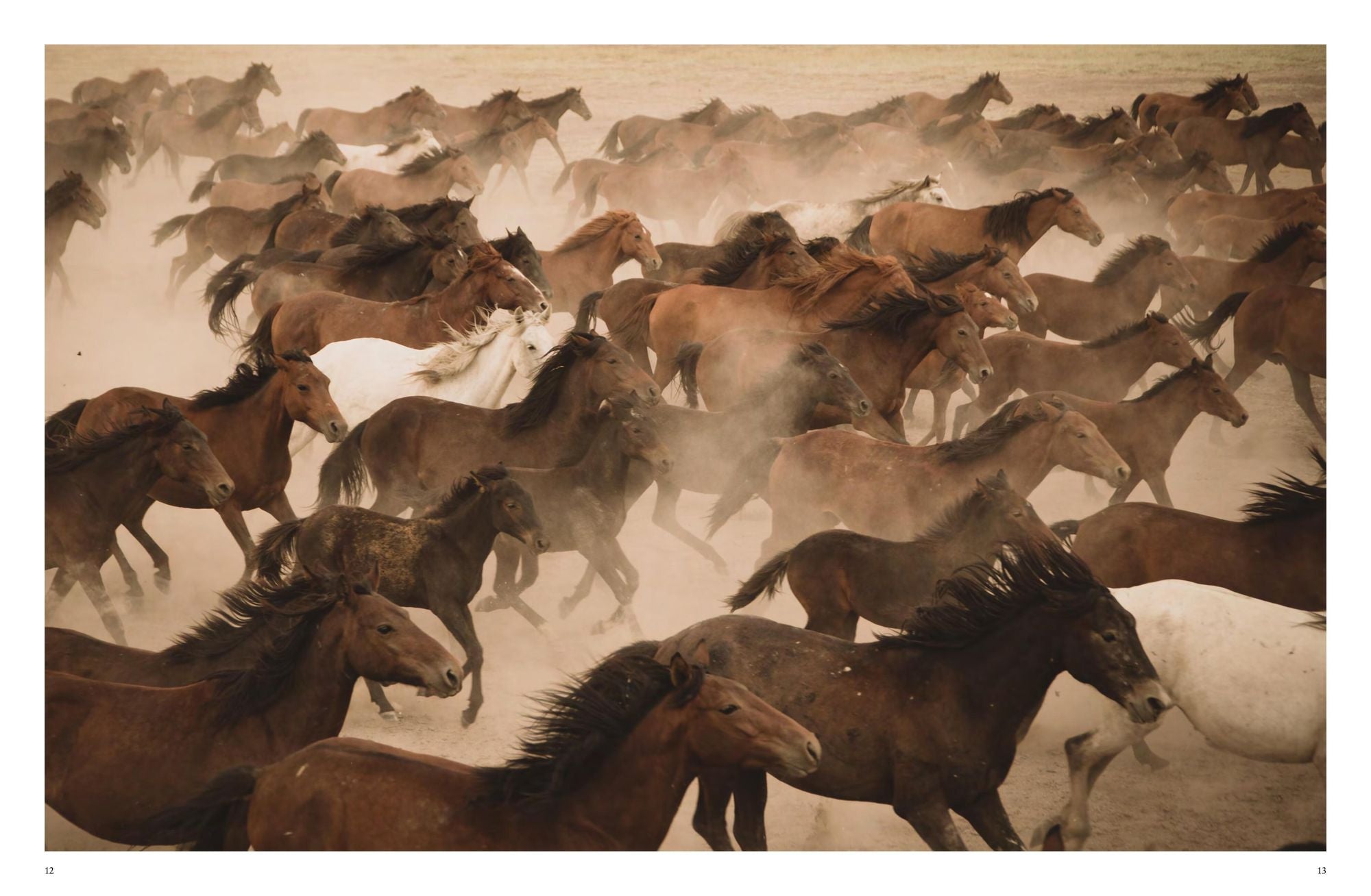 Wild Horses