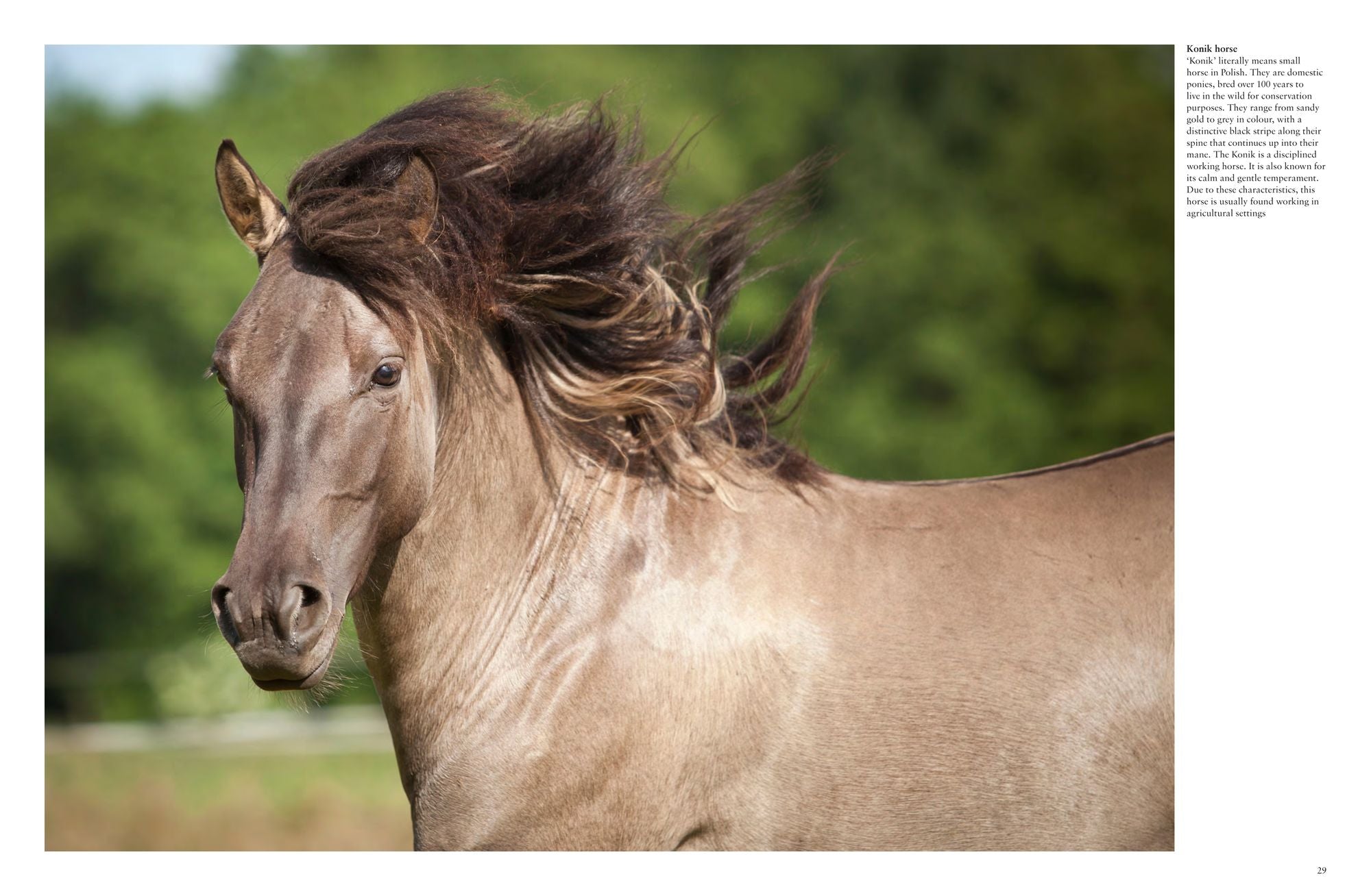 Wild Horses