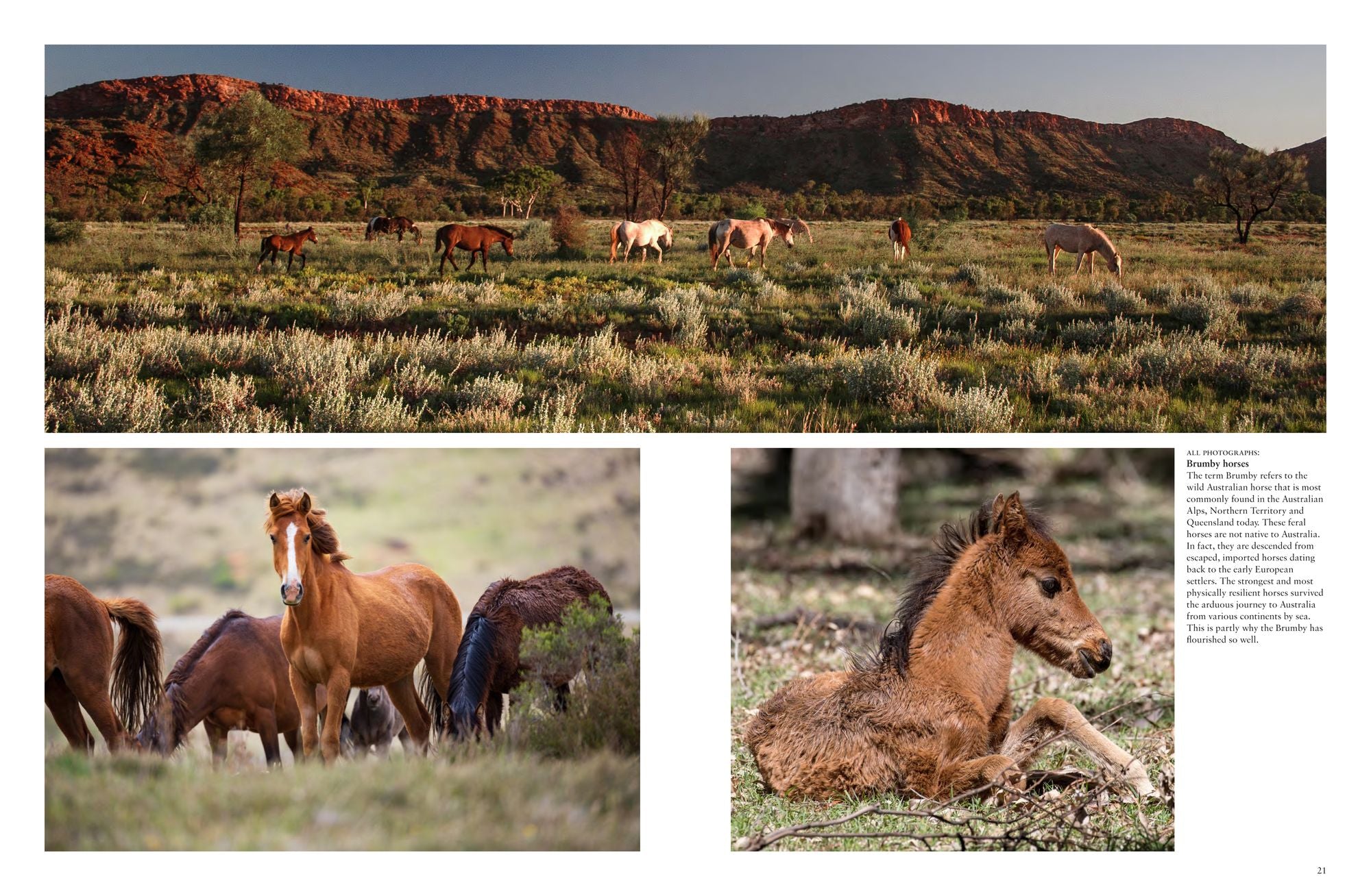 Wild Horses