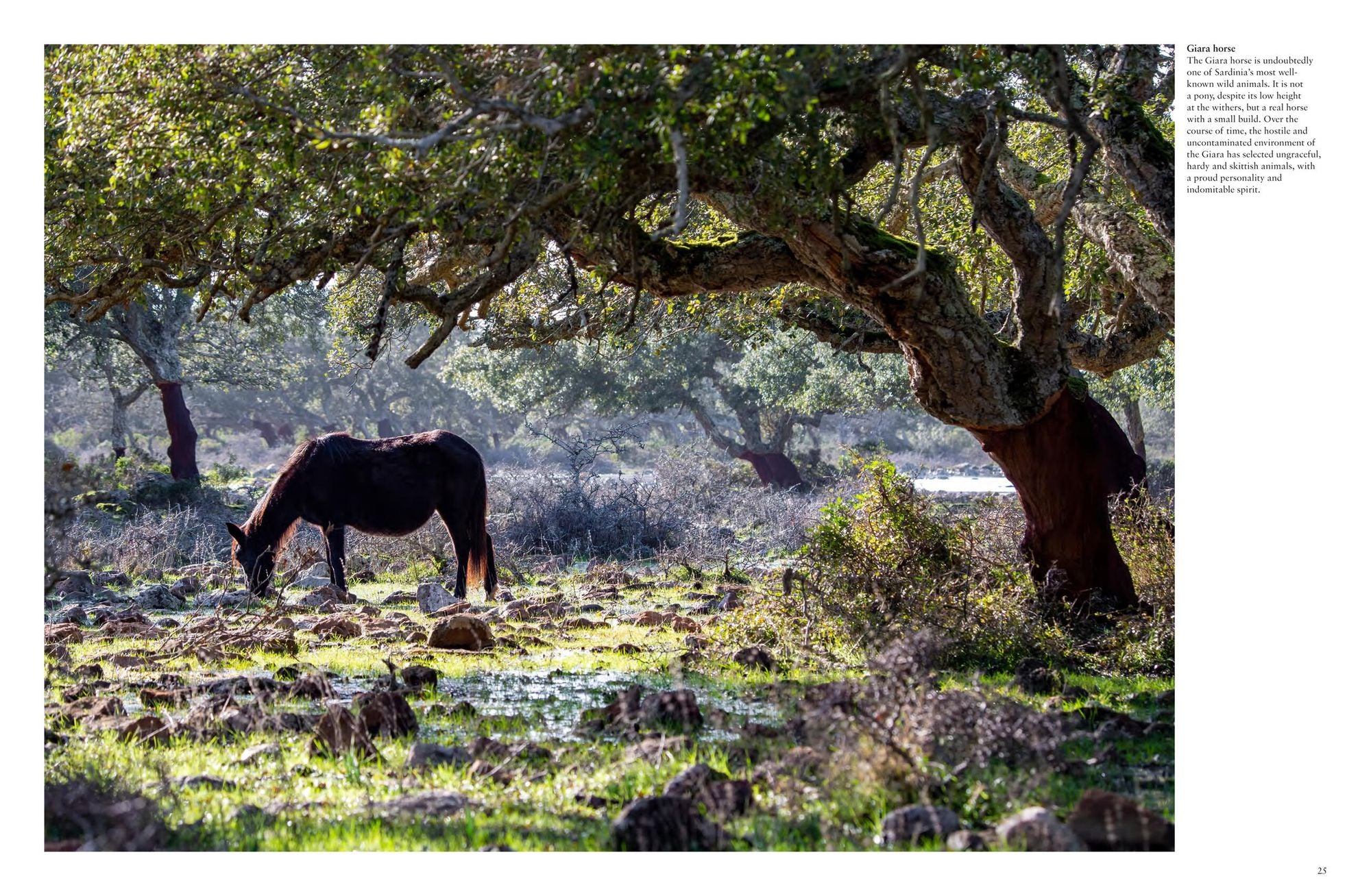 Wild Horses