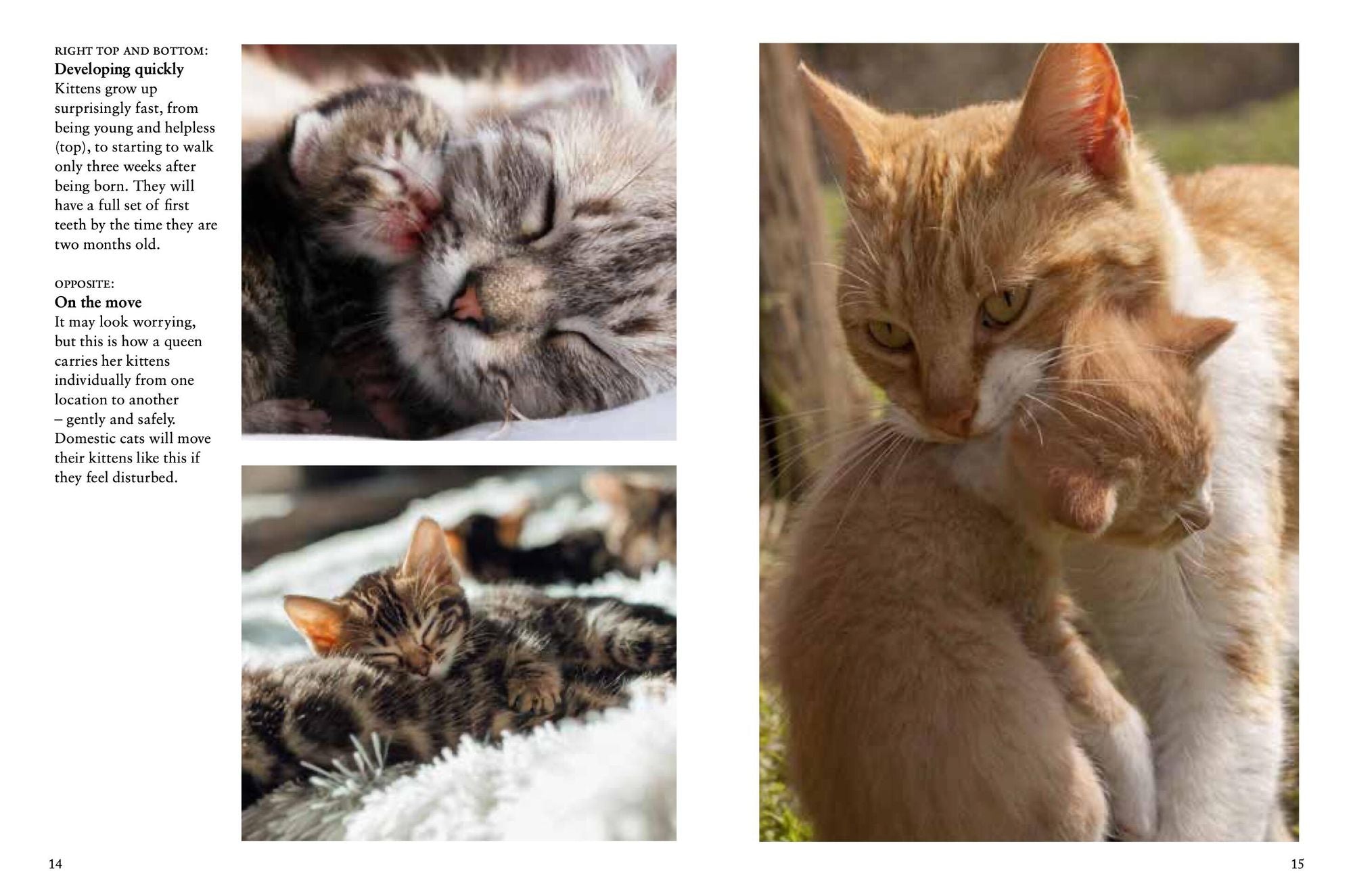 Kittens