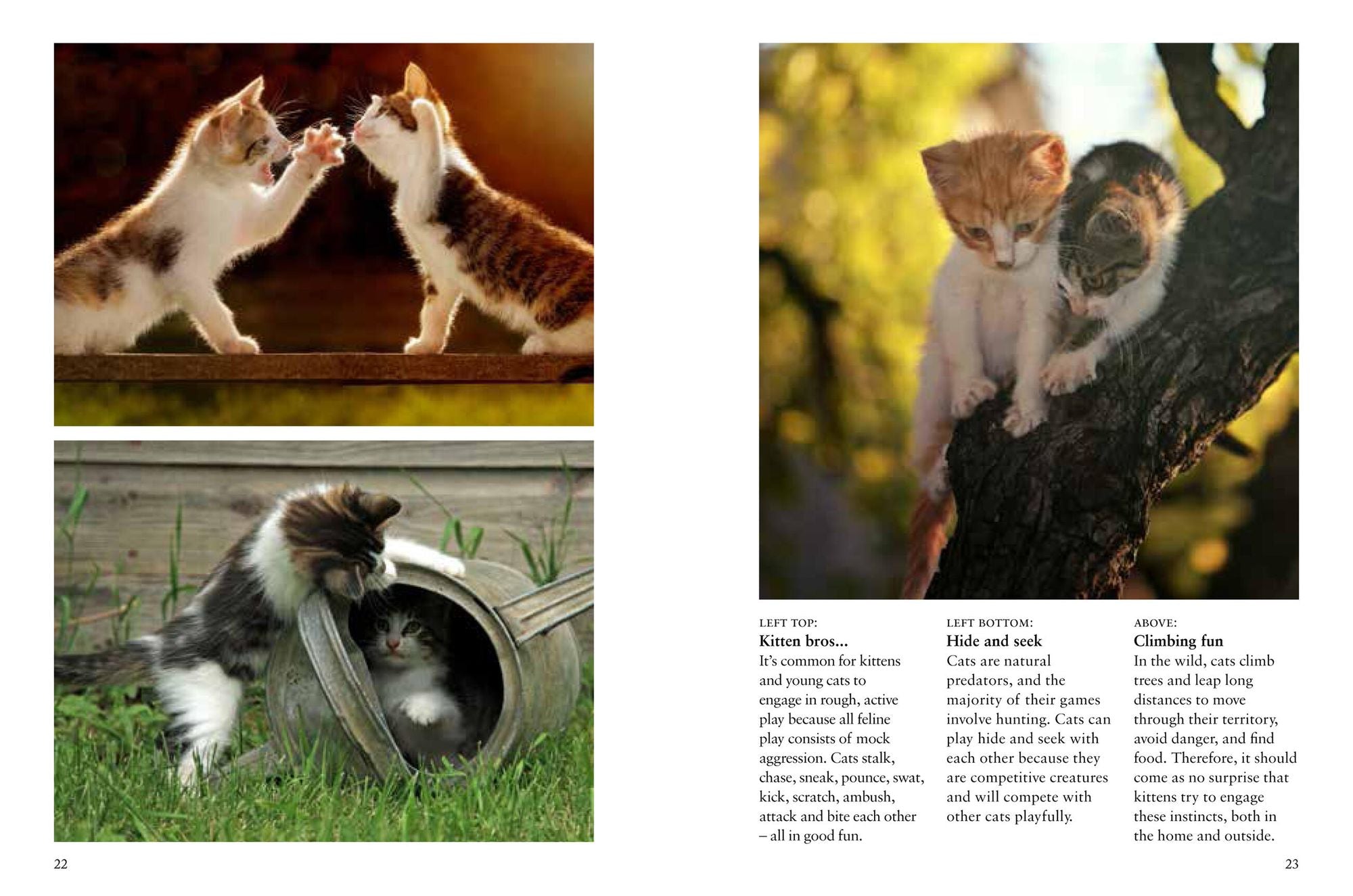 Kittens