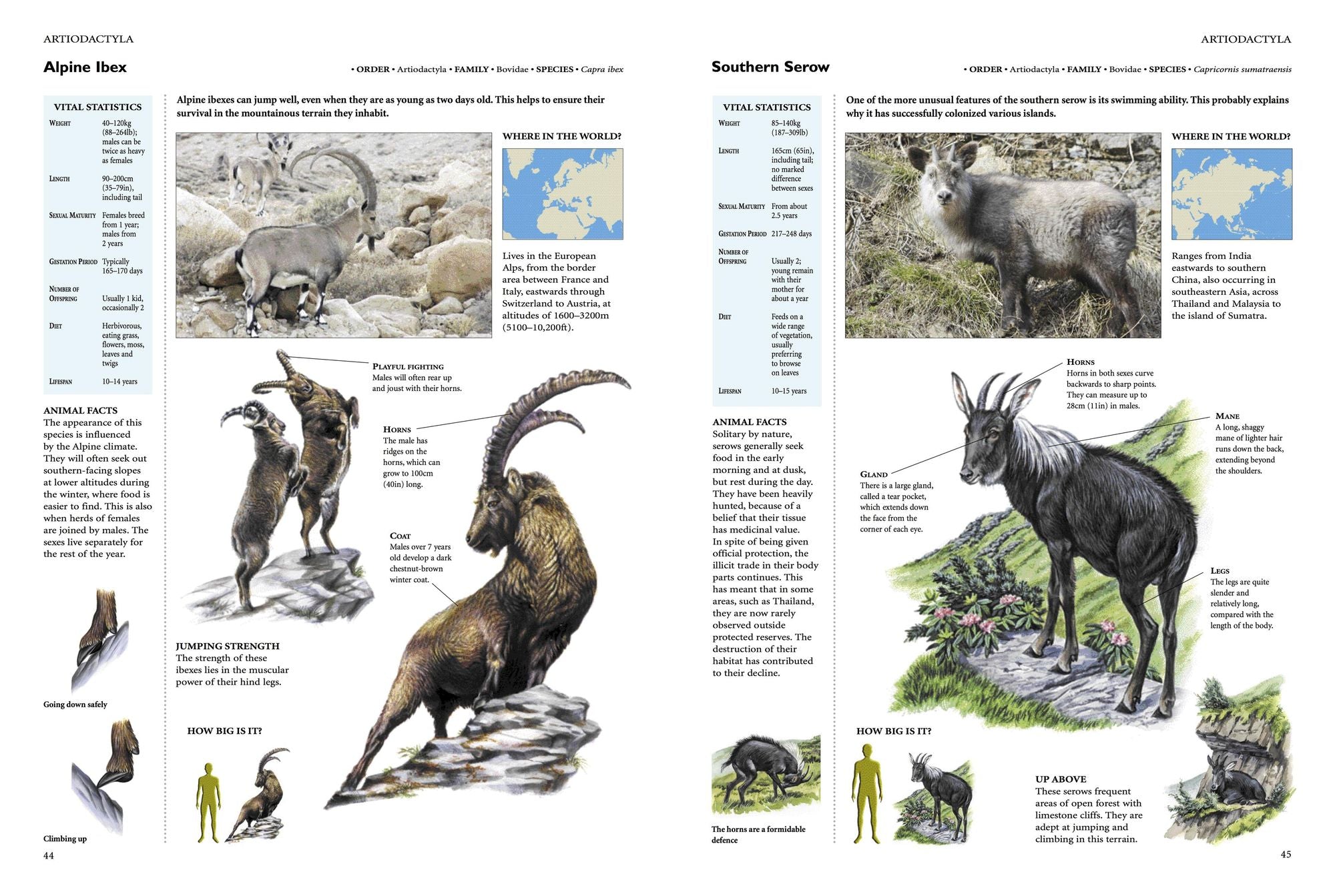 Encyclopedia of Animals