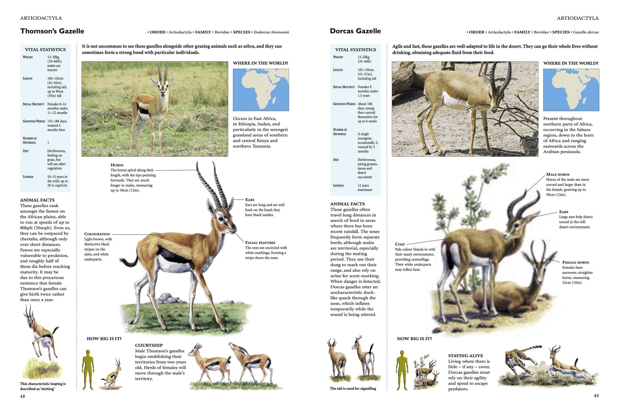 Encyclopedia of Animals