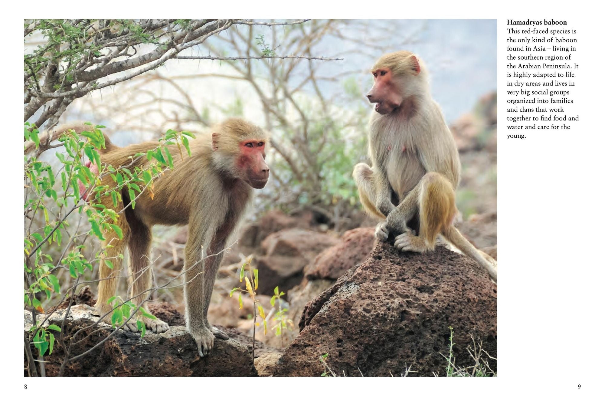 Monkeys: Apes, Gorillas and other Primates