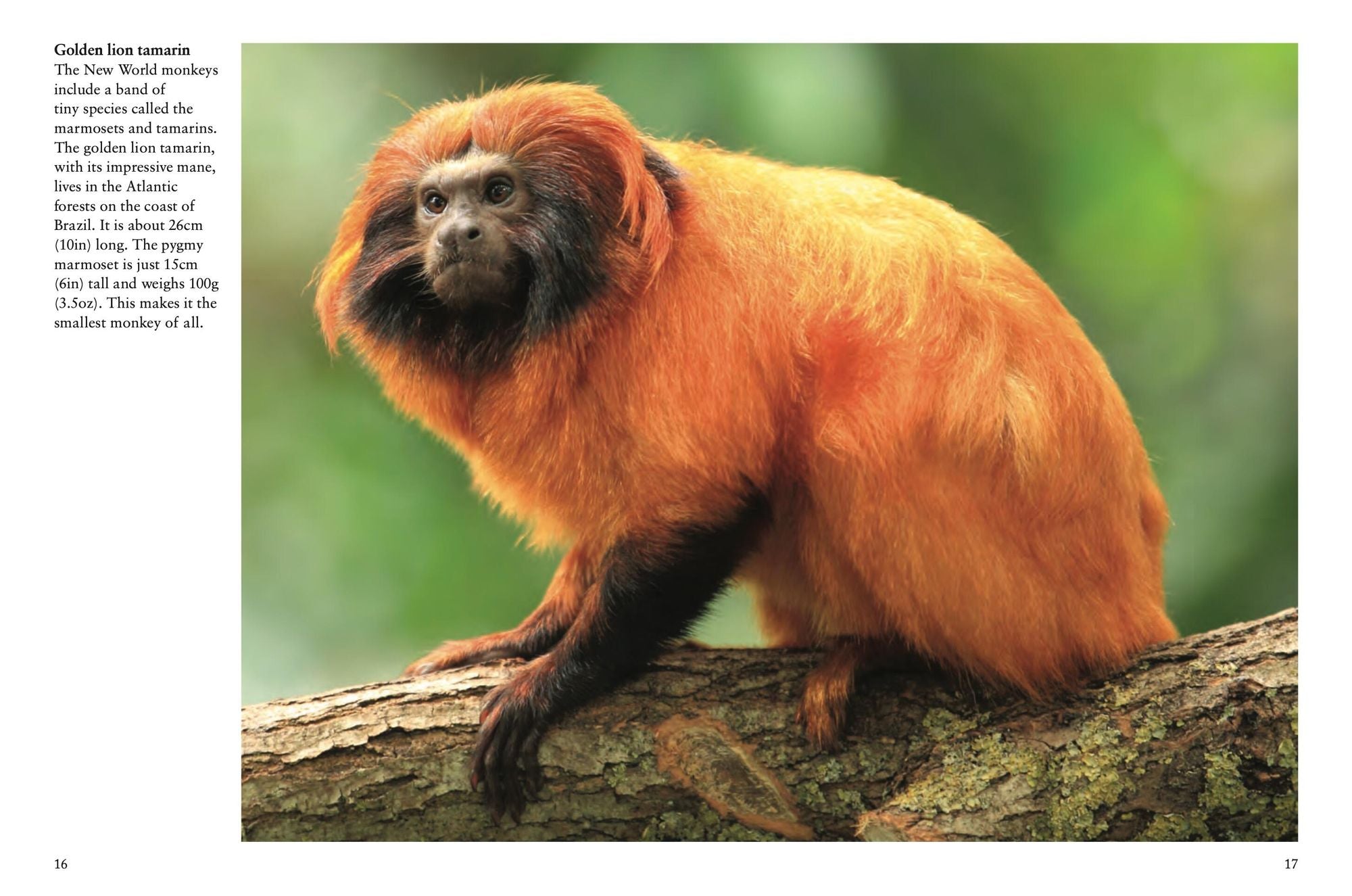 Monkeys: Apes, Gorillas and other Primates