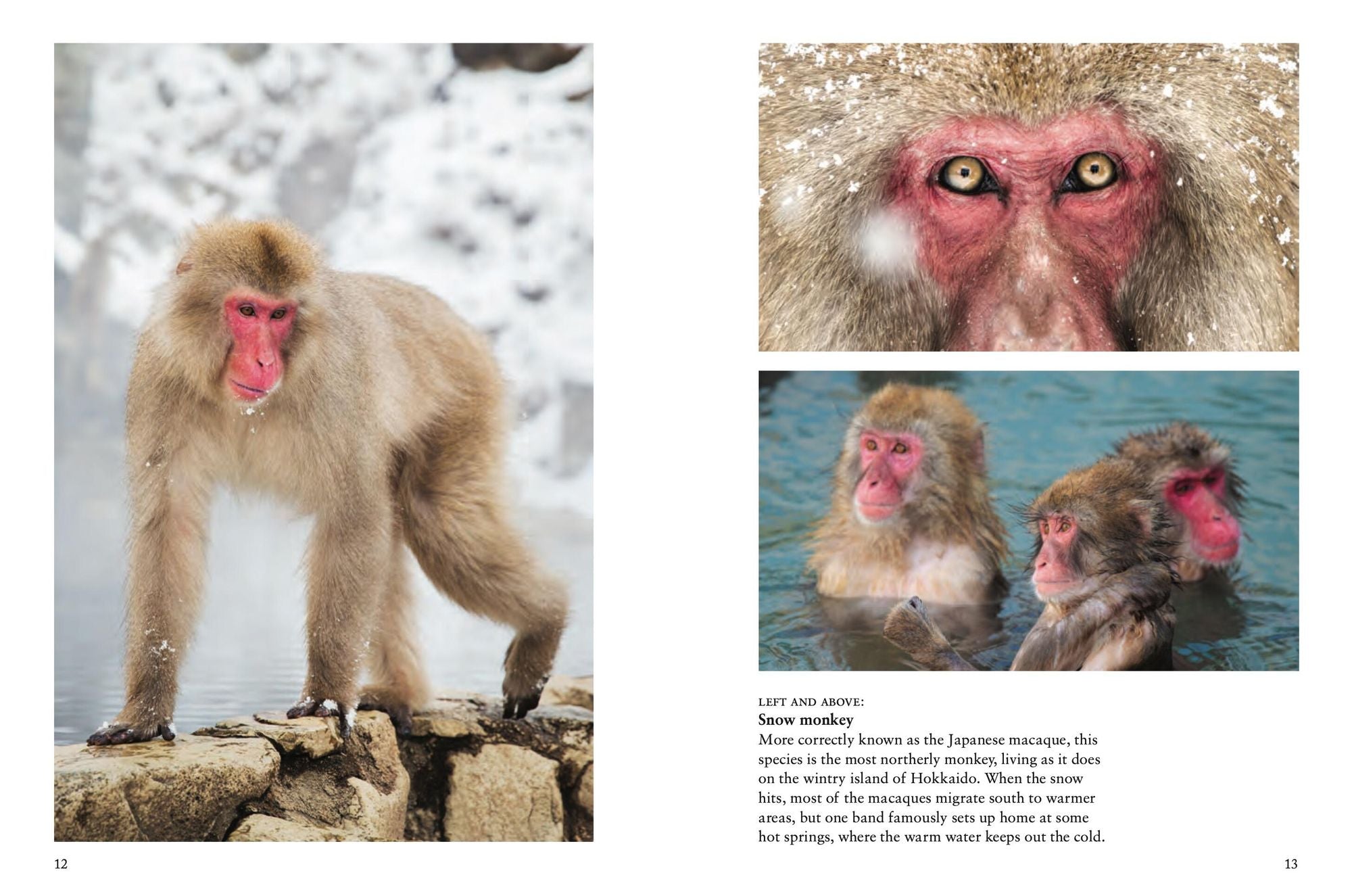 Monkeys: Apes, Gorillas and other Primates