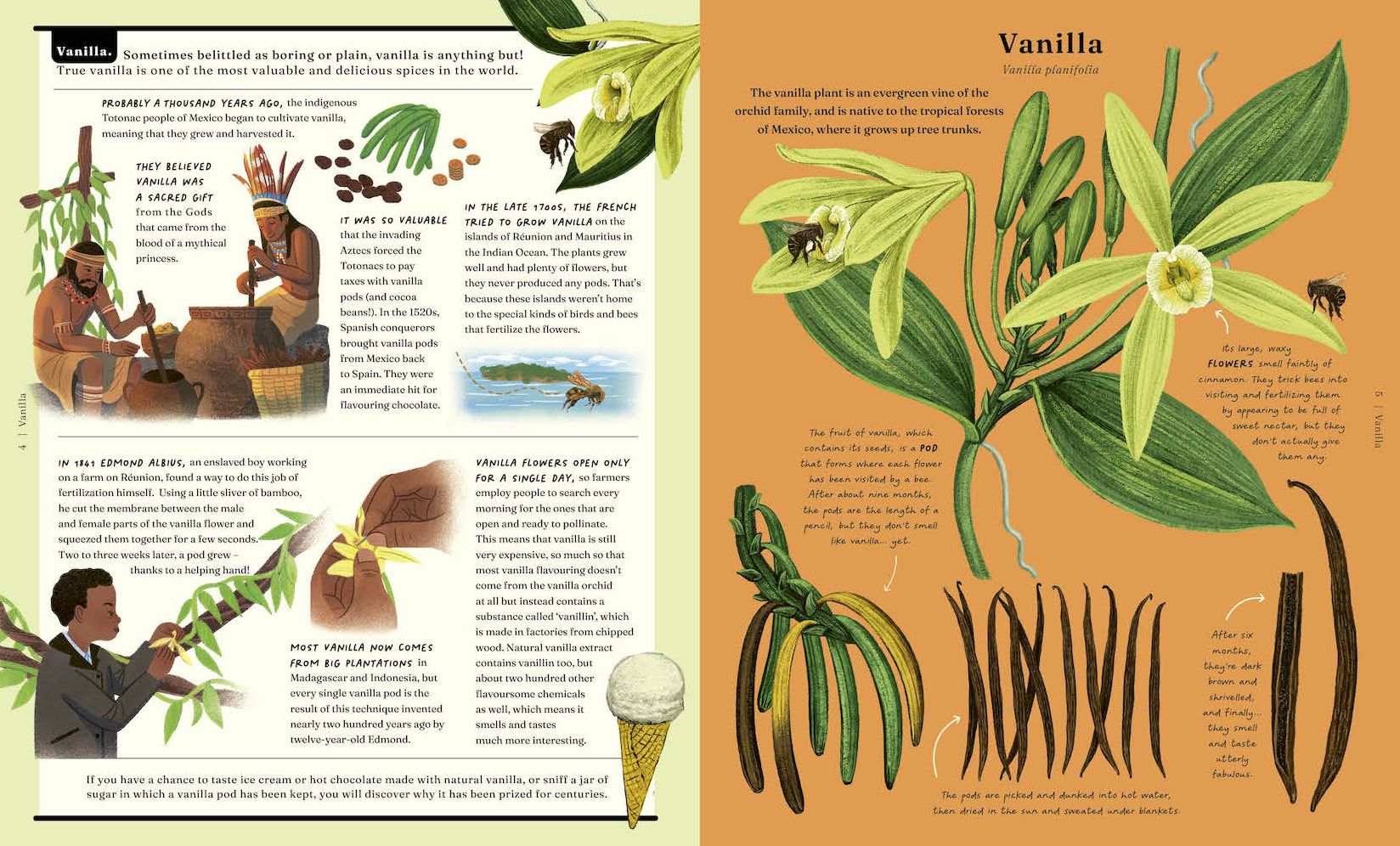 The Stuff that Stuff Is Made Of: The Things We Make With Plants