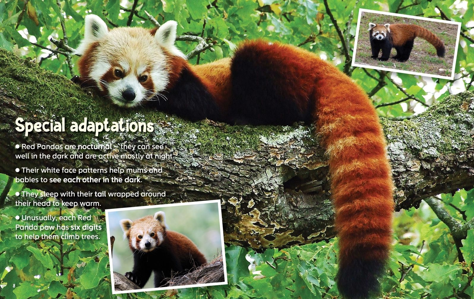 Did You Know? Red Panda: Revealing the mysteries of one of the world's cutest animals
