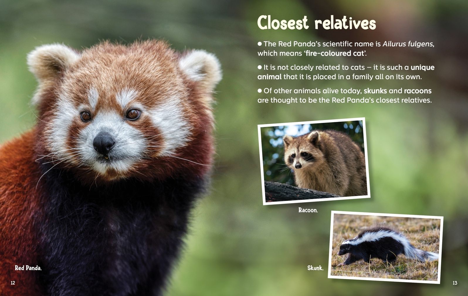 Did You Know? Red Panda: Revealing the mysteries of one of the world's cutest animals