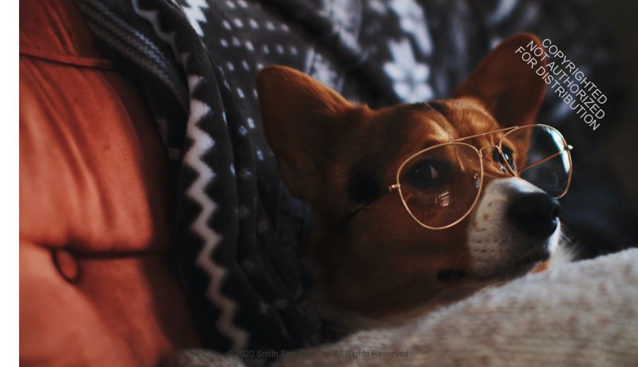 This Book Is Literally Just Pictures of Animals Silently Judging You