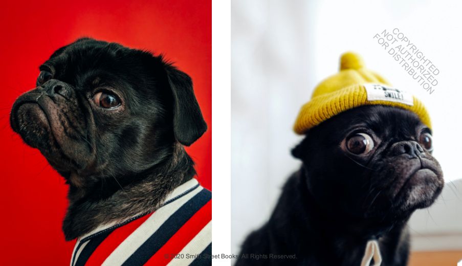 This Book Is Literally Just Pictures of Animals Silently Judging You