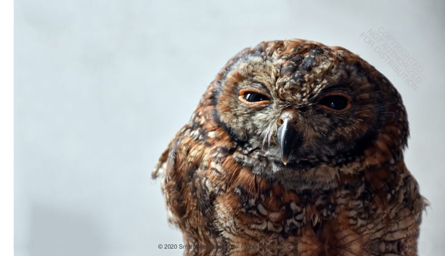 This Book Is Literally Just Pictures of Animals Silently Judging You