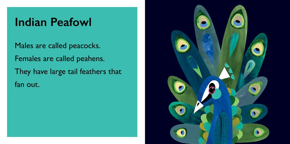 Pete Cromer: Feathers