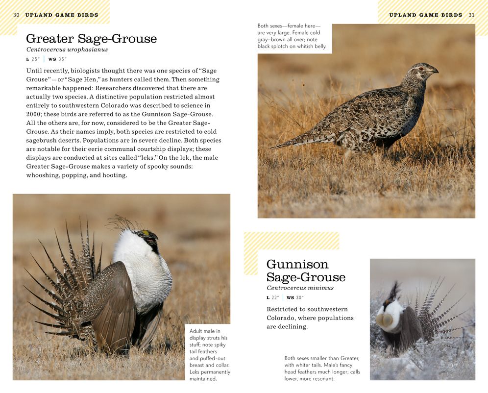 The American Birding Association Field Guide to the Birds of Colorado