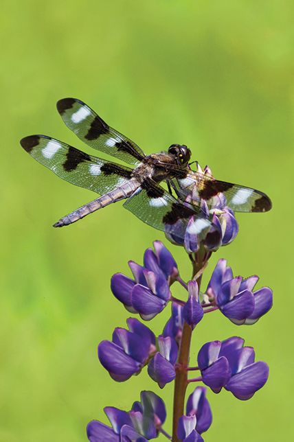 Dragonfly Blank Journal
