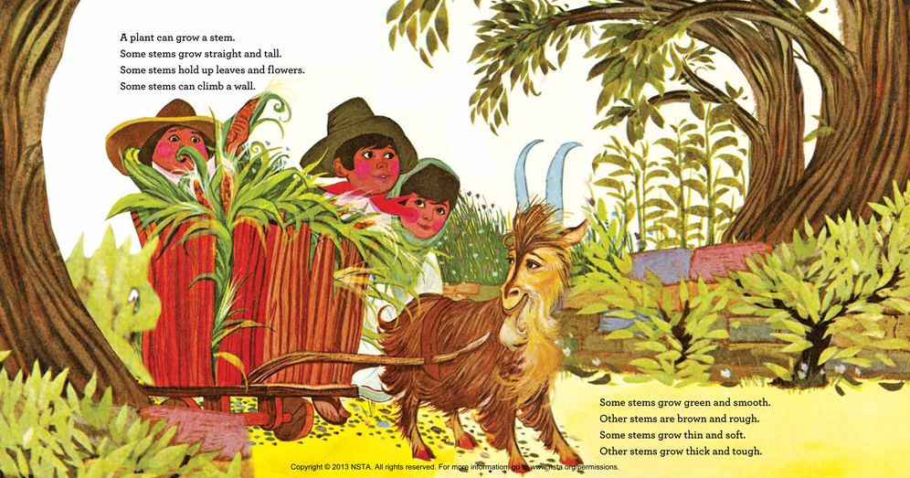 How Does a Plant Grow?