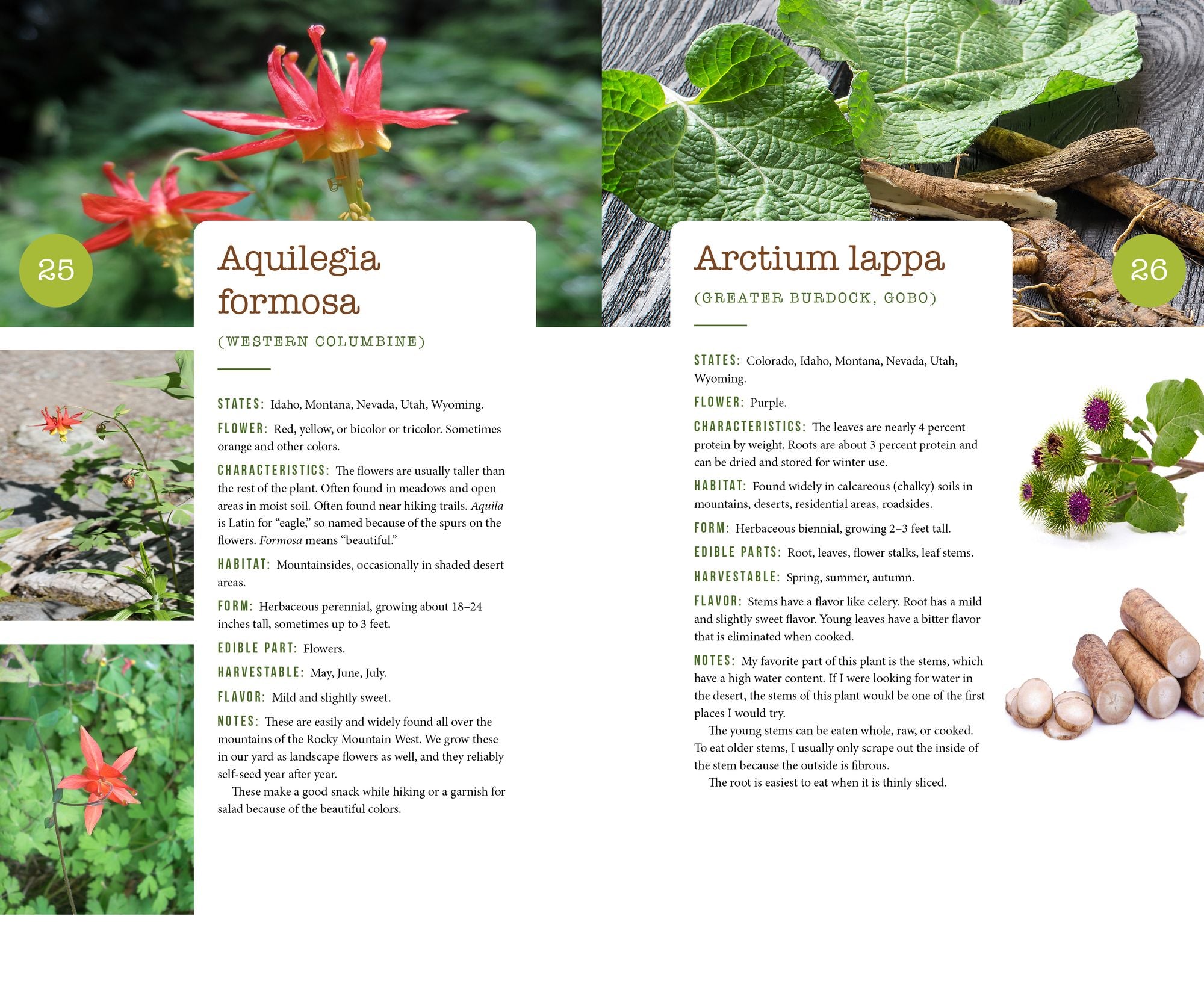 437 Edible Wild Plants of the Rocky Mountain West: Berries, Roots, Nuts, Greens, Flowers, and Seeds