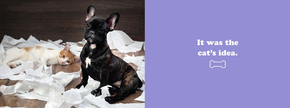 The Secret Thoughts of Dogs
