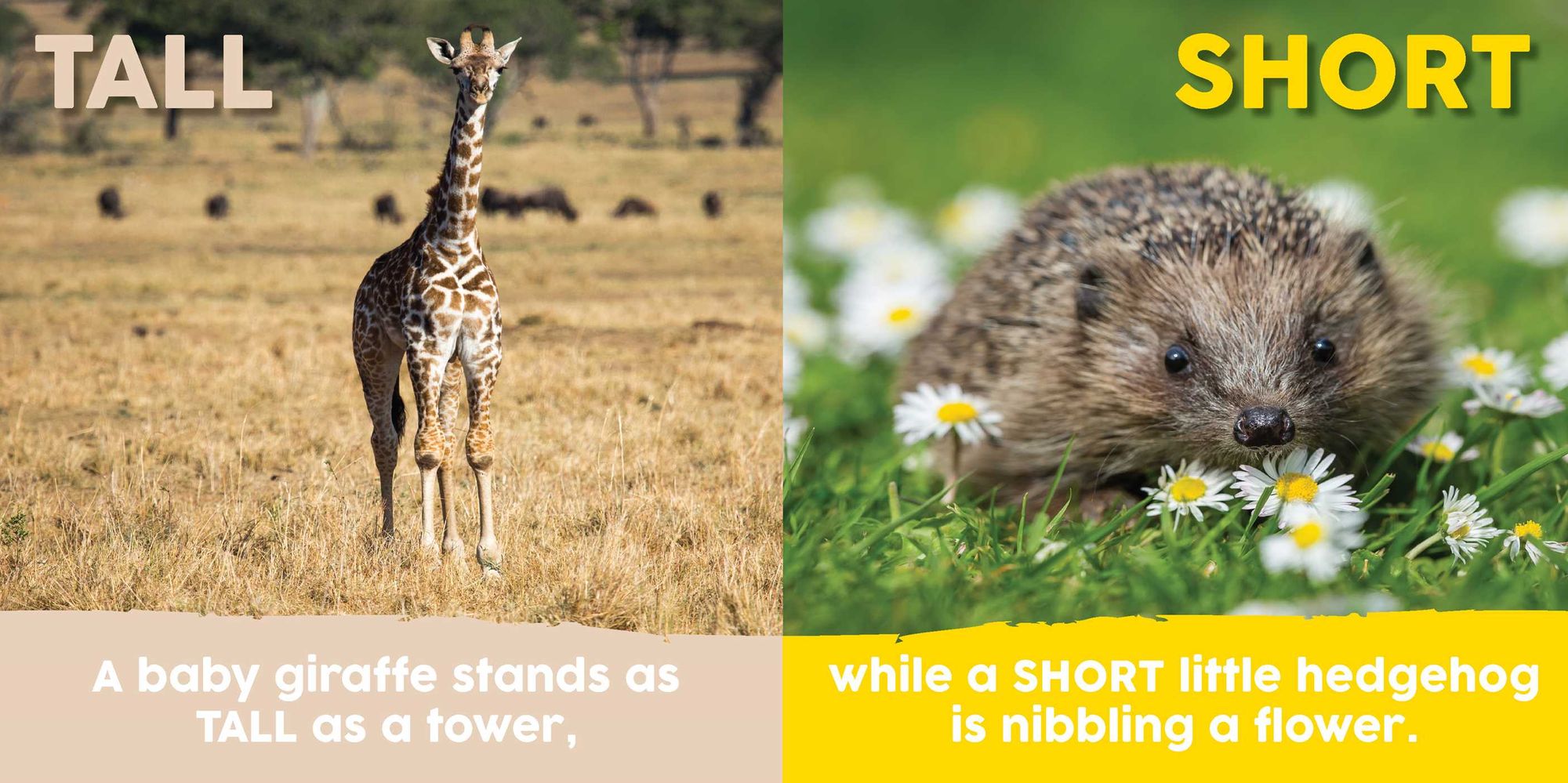 Baby Animals First Opposites Book