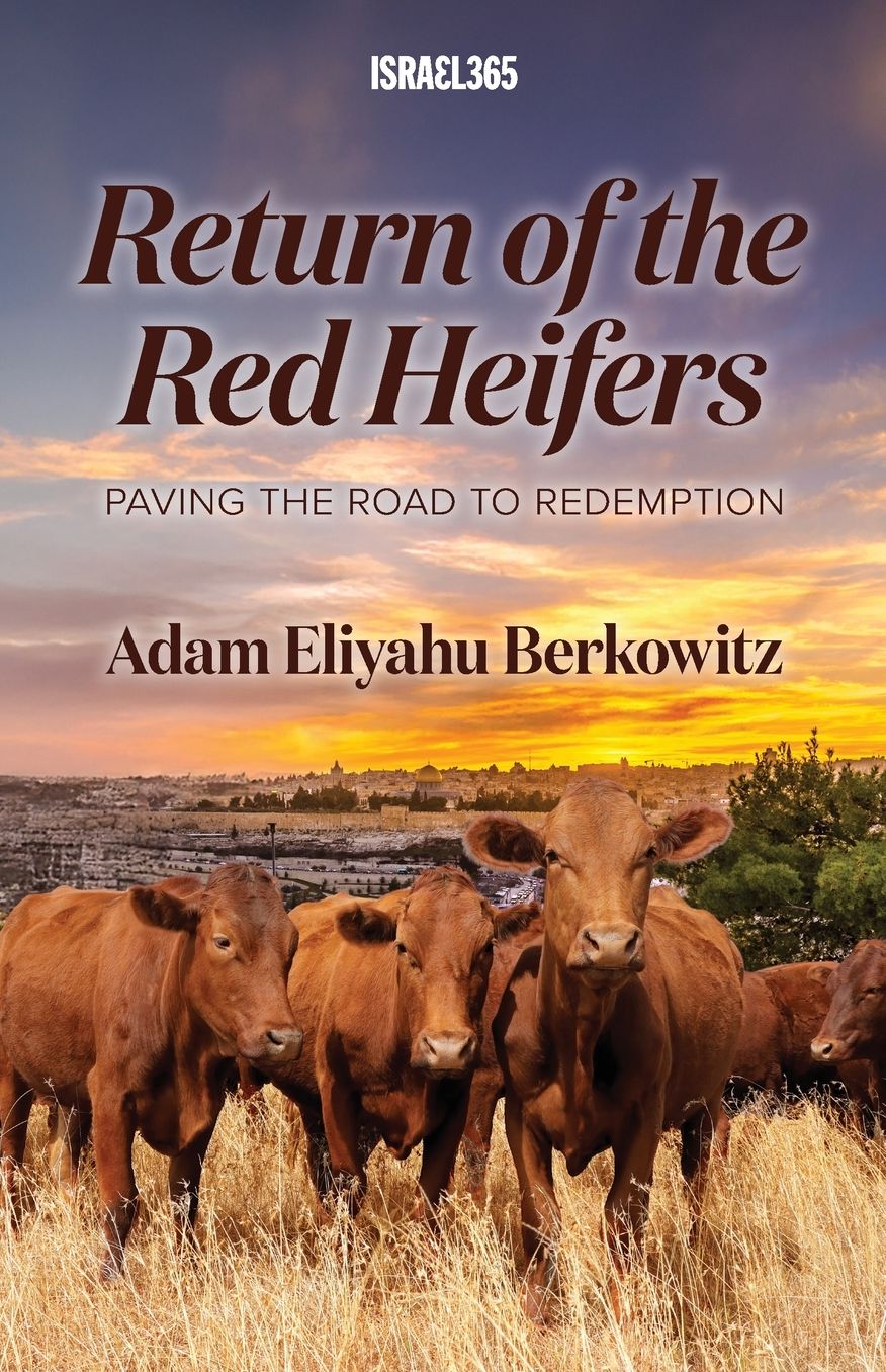 Return of the Red Heifers
