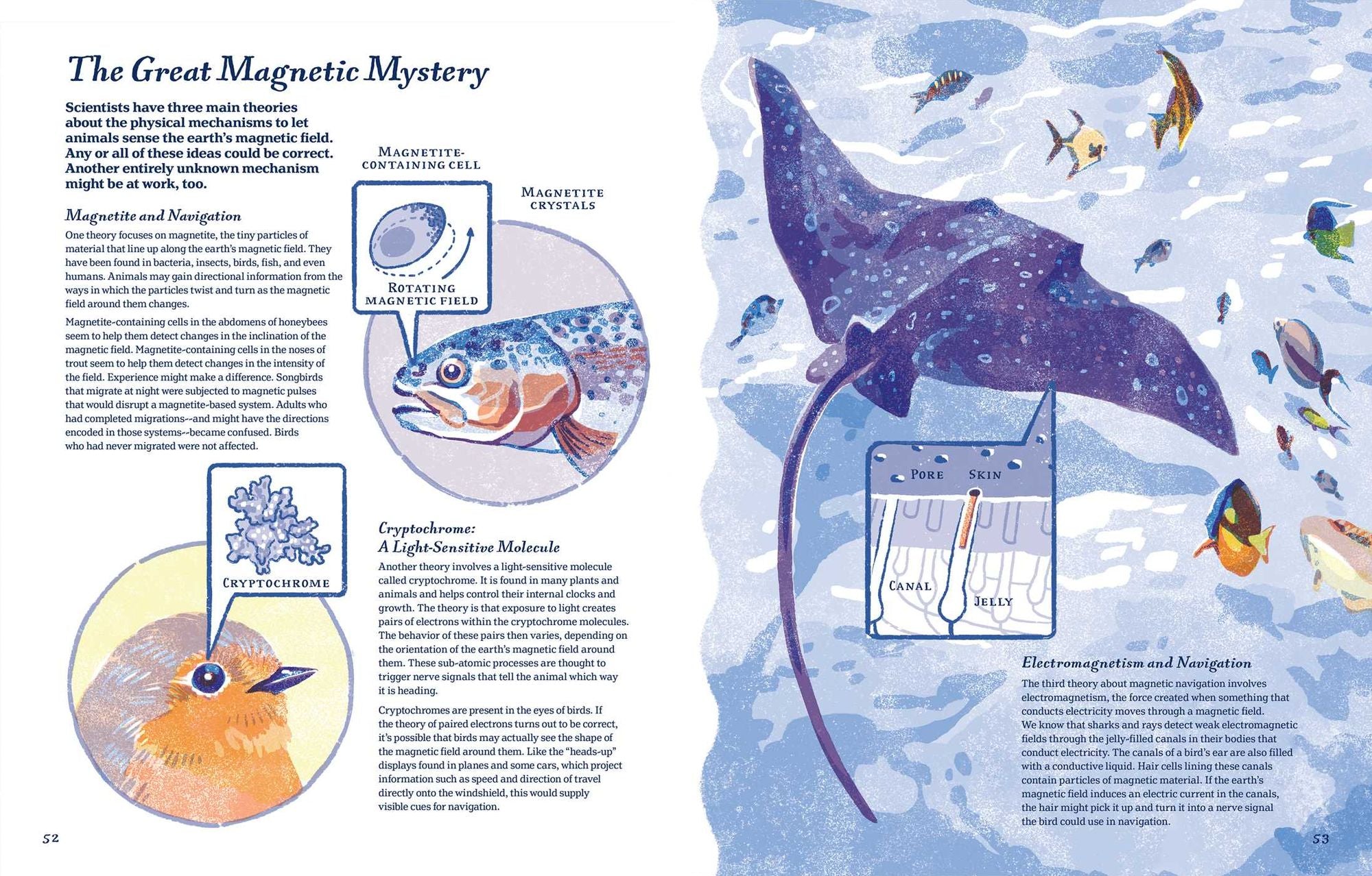 Supernavigators: How Animals Find Their Way (Illustrated Young Readers Edition)