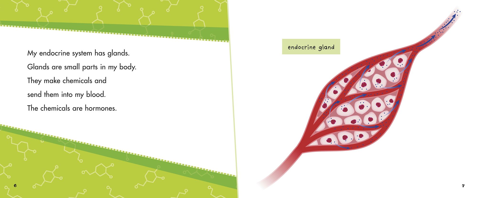 My Endocrine System: A 4D Book
