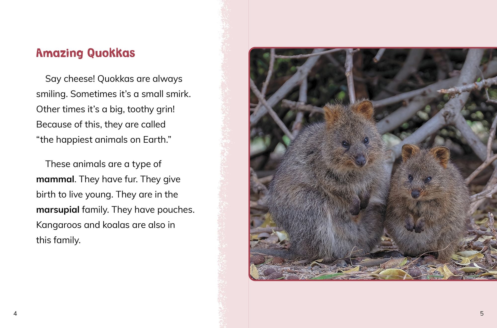 Quokkas