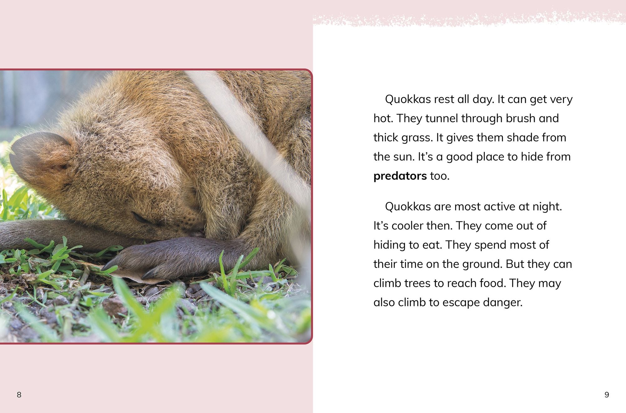 Quokkas