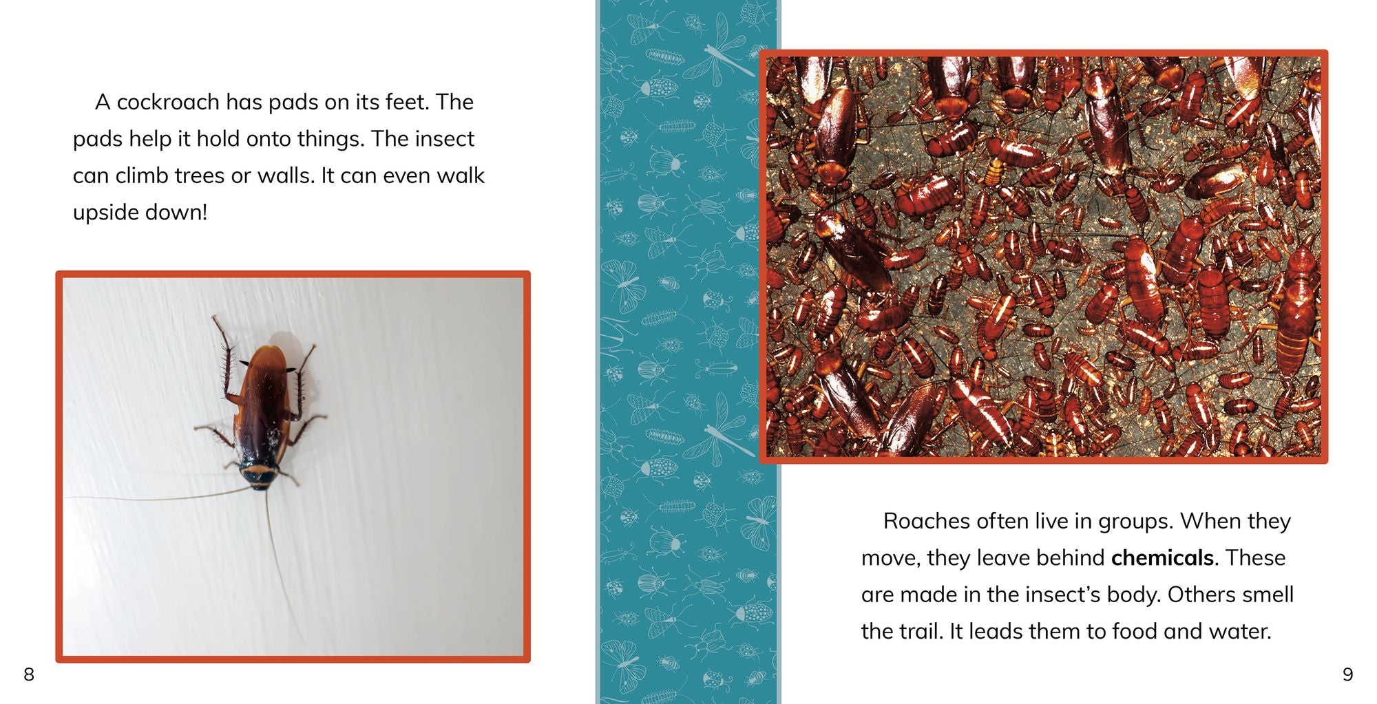 Fast Facts About Cockroaches