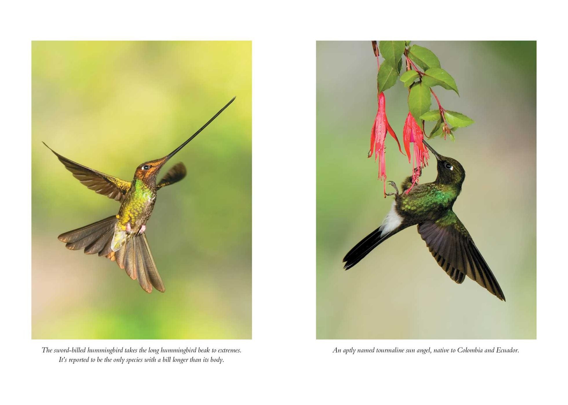 The Hummingbirds' Gift: Wonder, Beauty, and Renewal on Wings