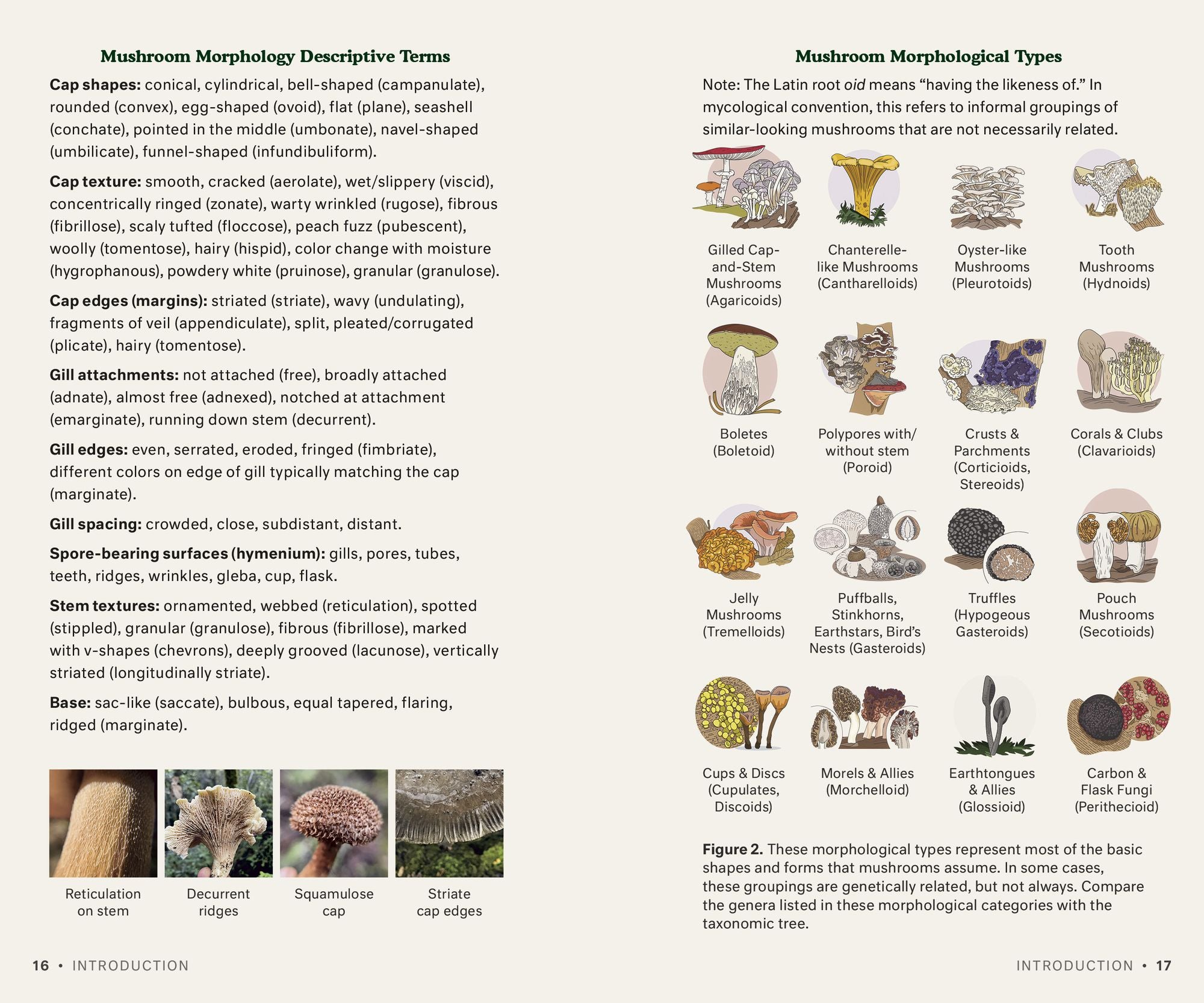 Dr. Fun Guy's Mushroom Journal and Foraging Guide