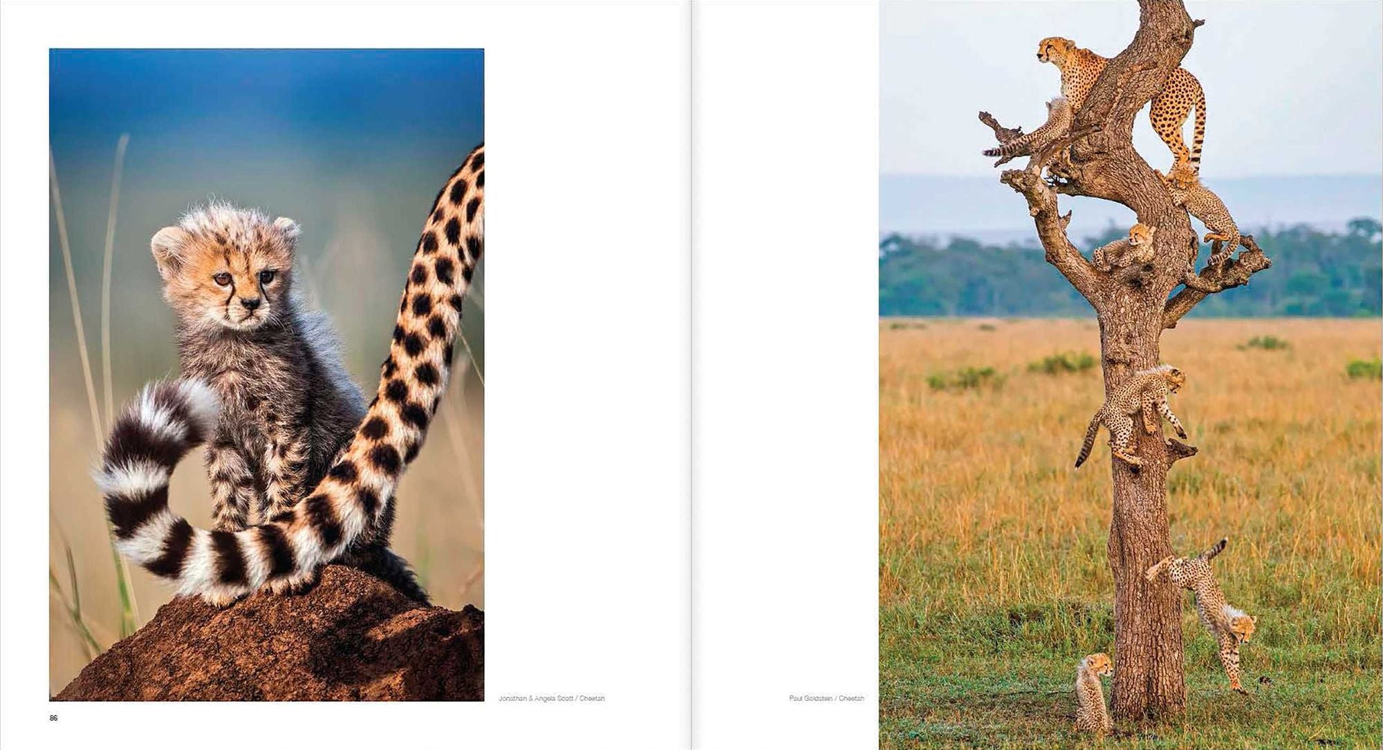 10 Years of Remembering Wildlife